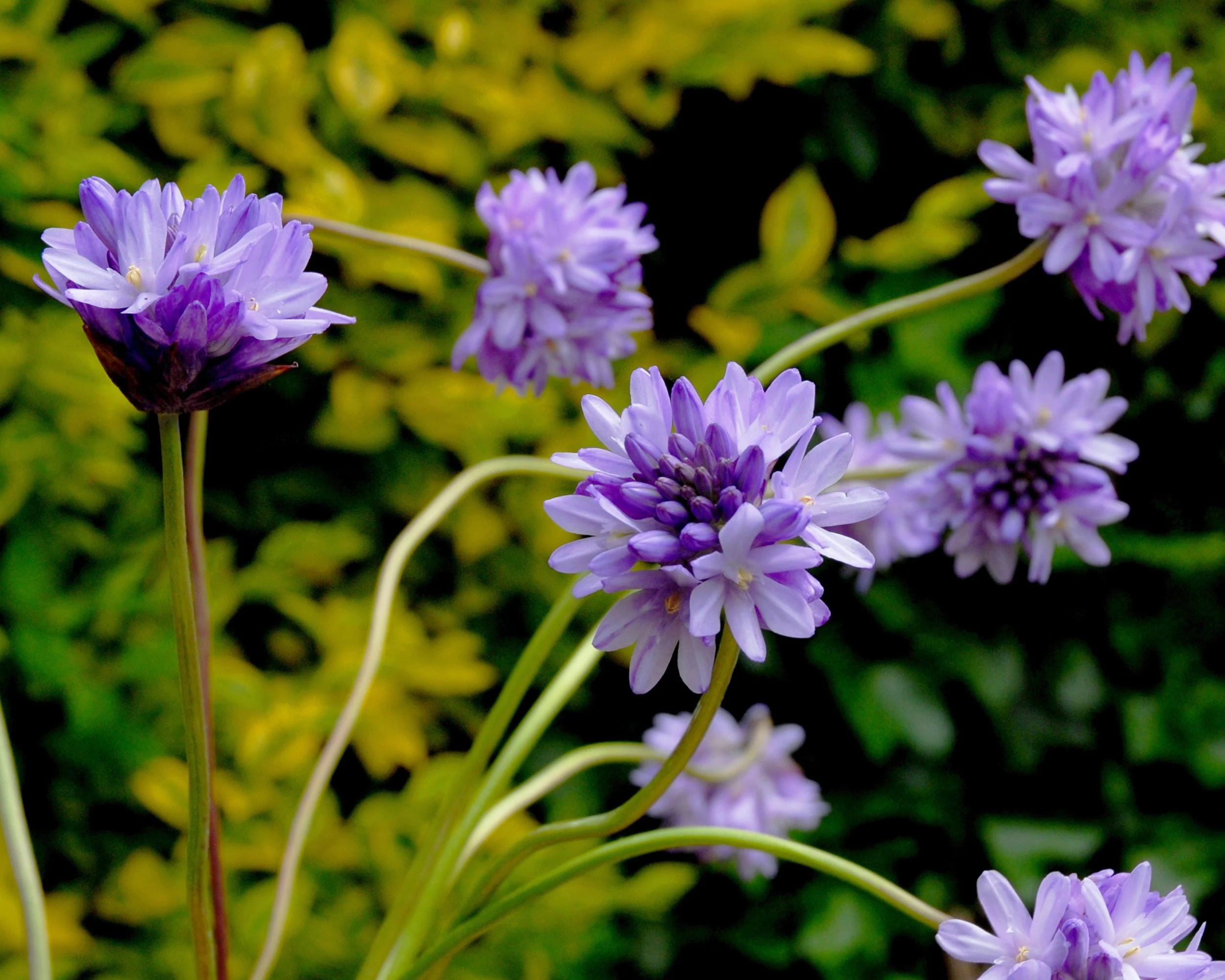 Dichelostemma congestum - Image 3