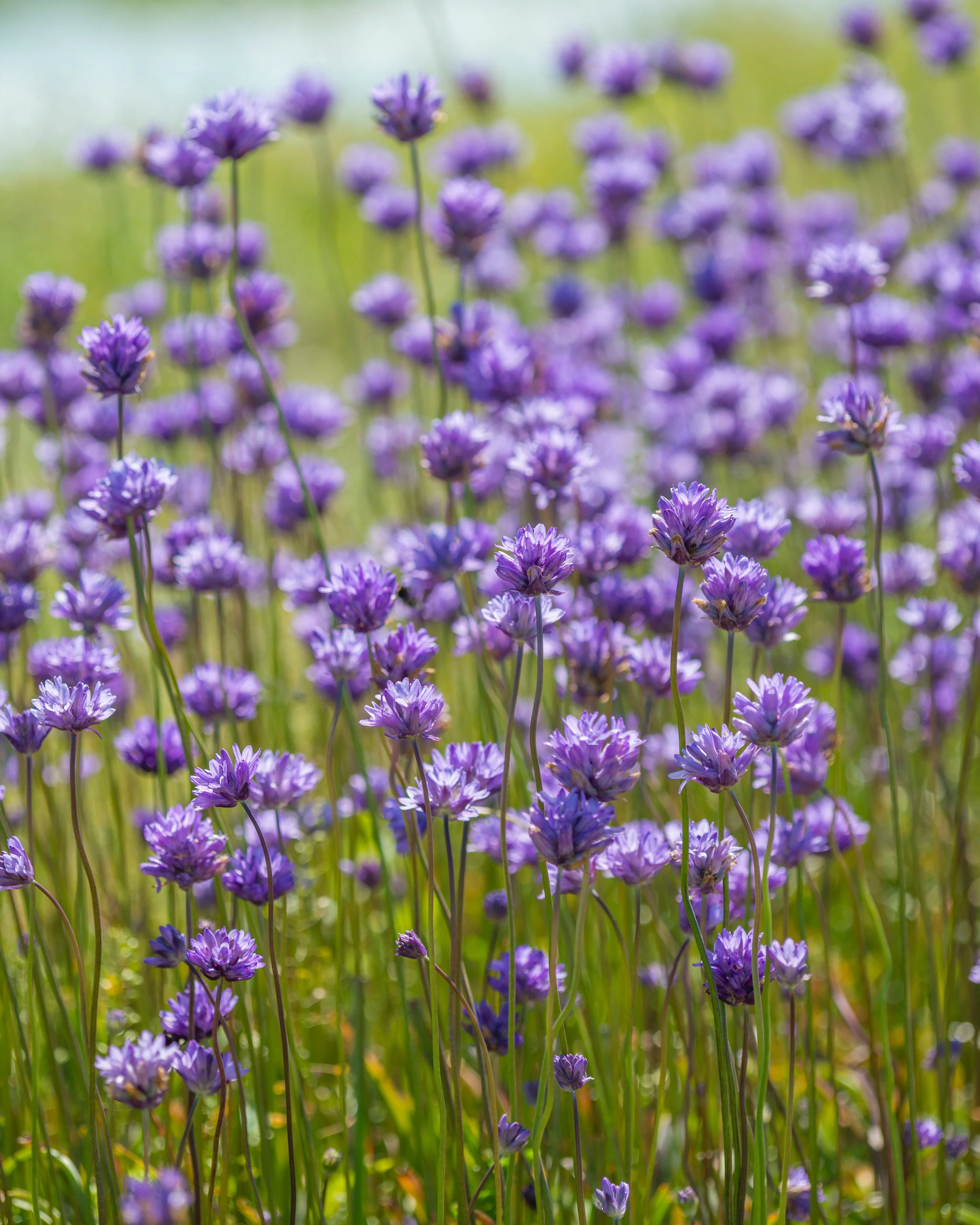Dichelostemma congestum - Image 4