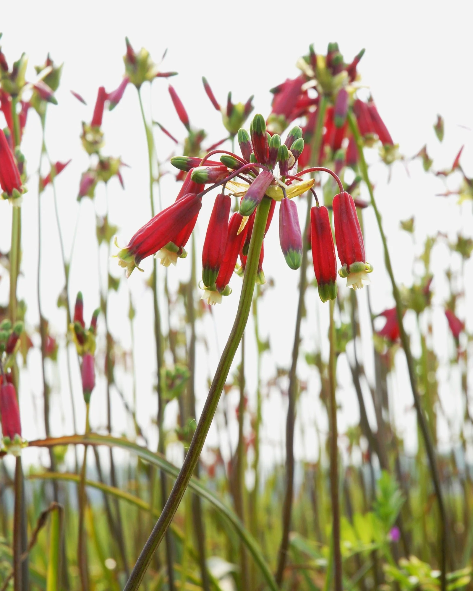 Dichelostemma ida-maia - Image 4
