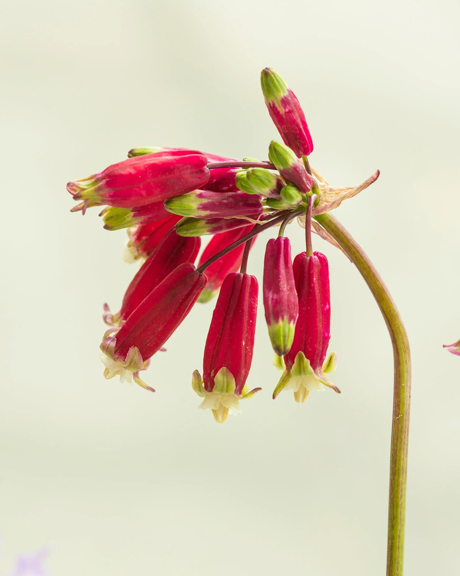 Dichelostemma ida-maia - Image 8