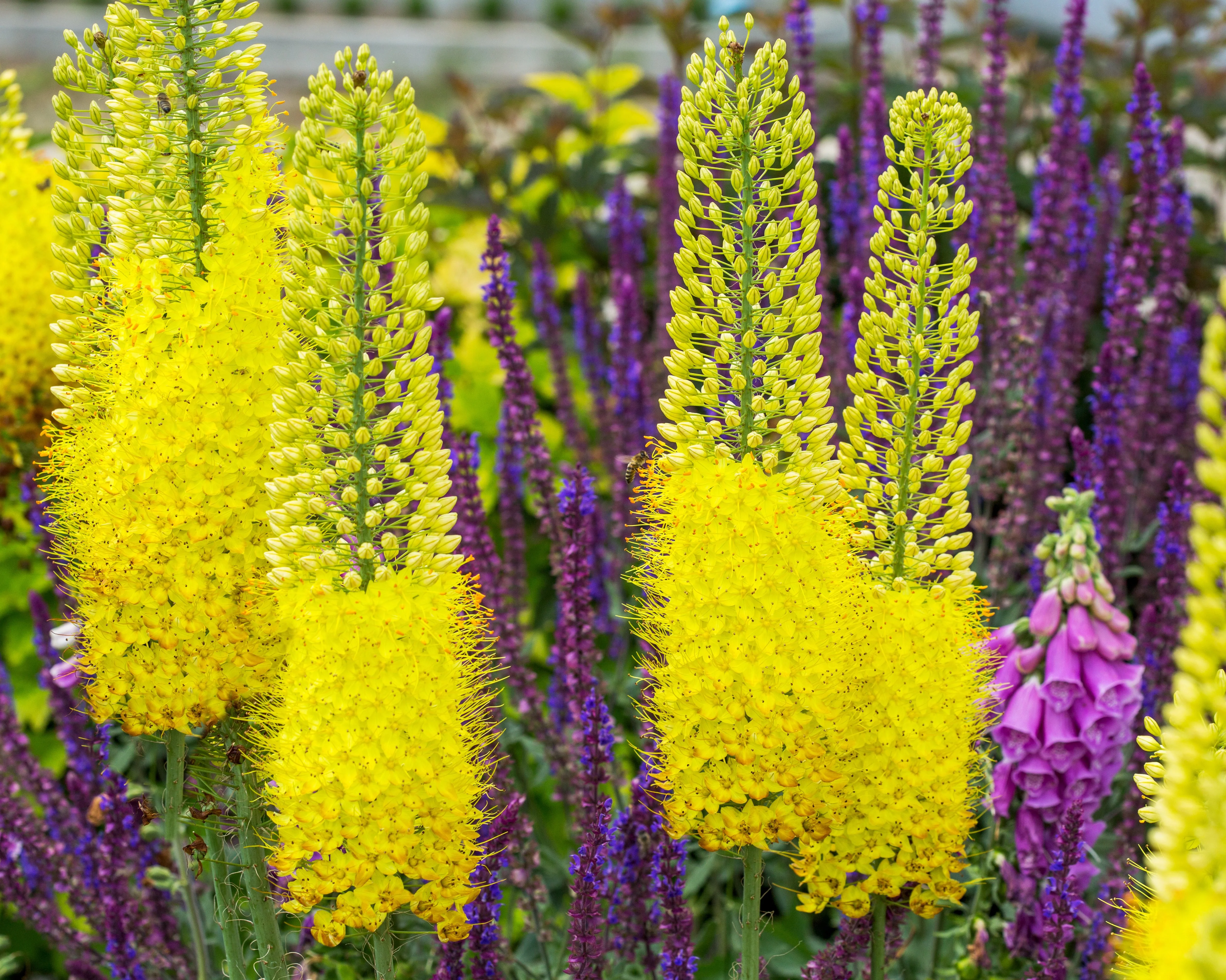 Eremurus 'Tap Dance' - Image 6