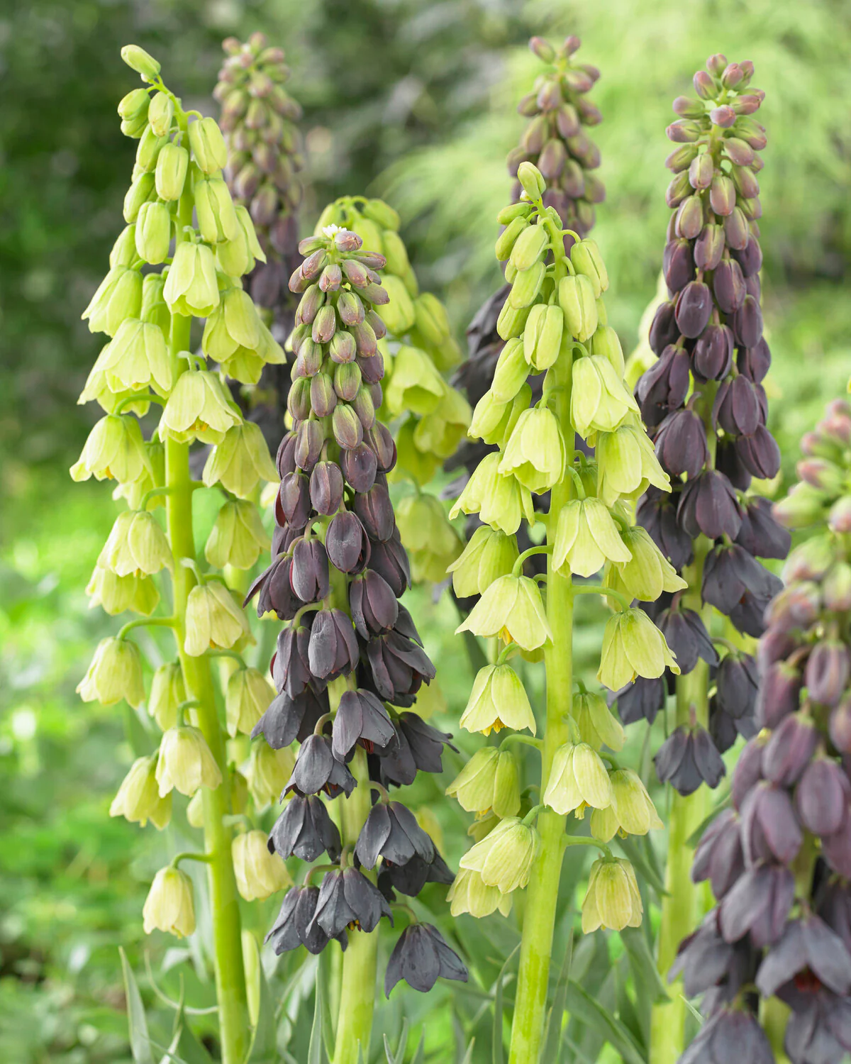 Fritillaria persica 'Alba' - Image 7
