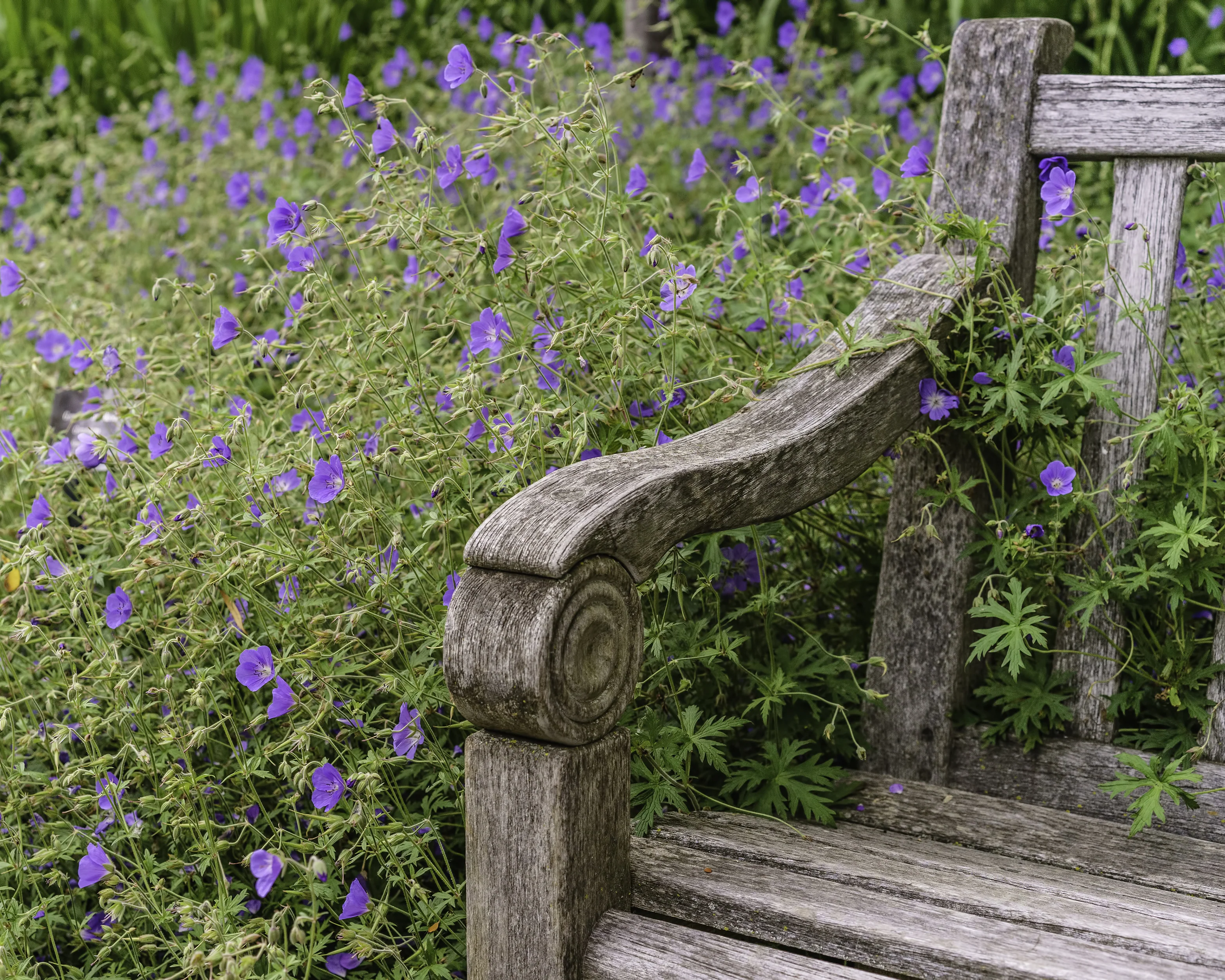 Geranium 'Brookside' - Image 3