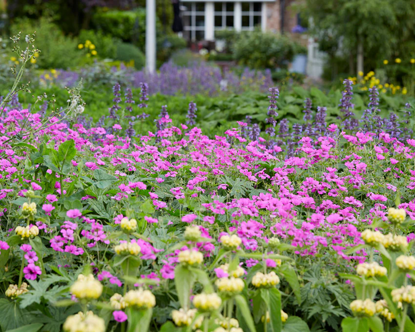 Geranium 'Ivan' - Image 3