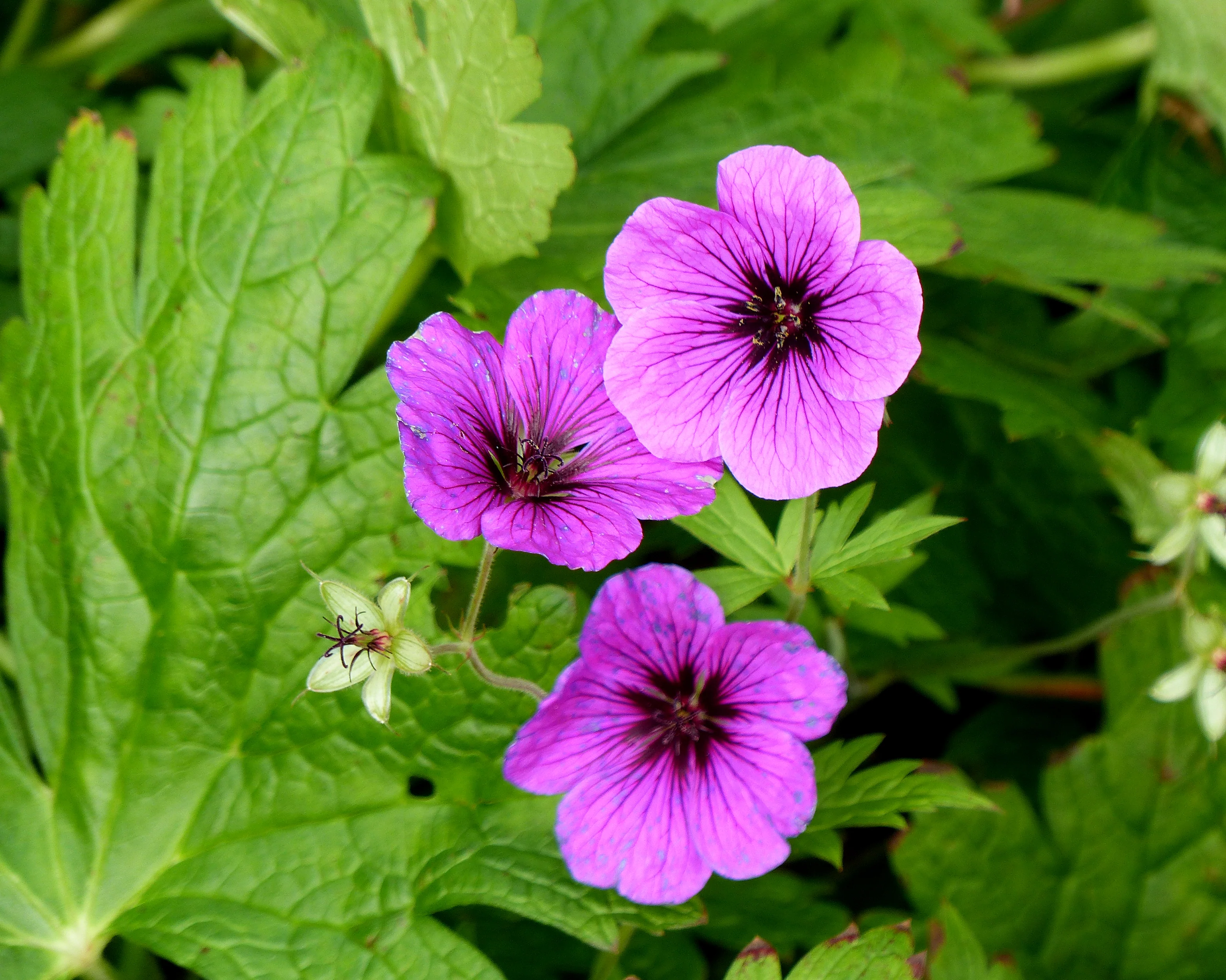 Geranium 'Ivan' - Image 4
