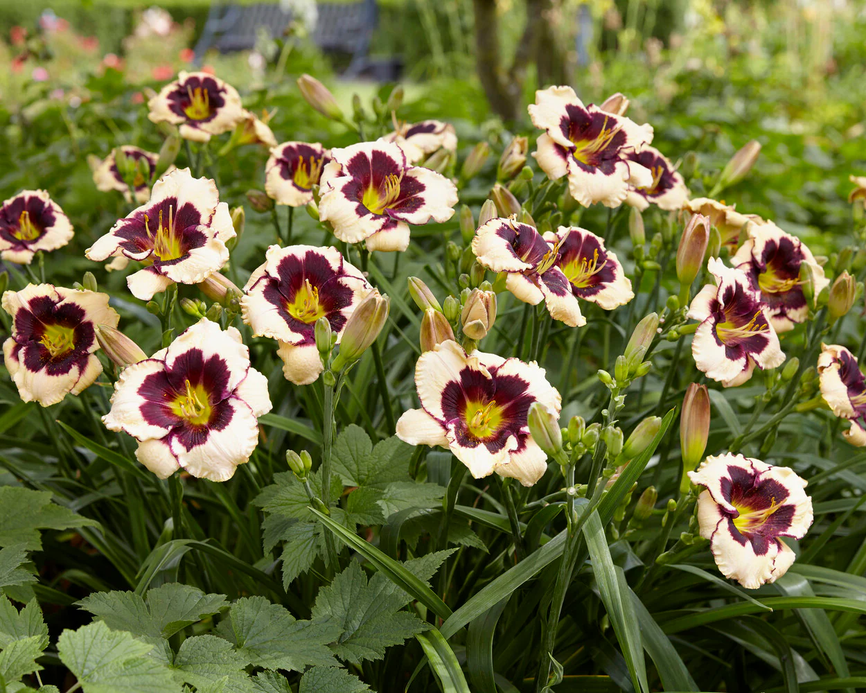 Hemerocallis 'Celebration of Angels' - Image 4