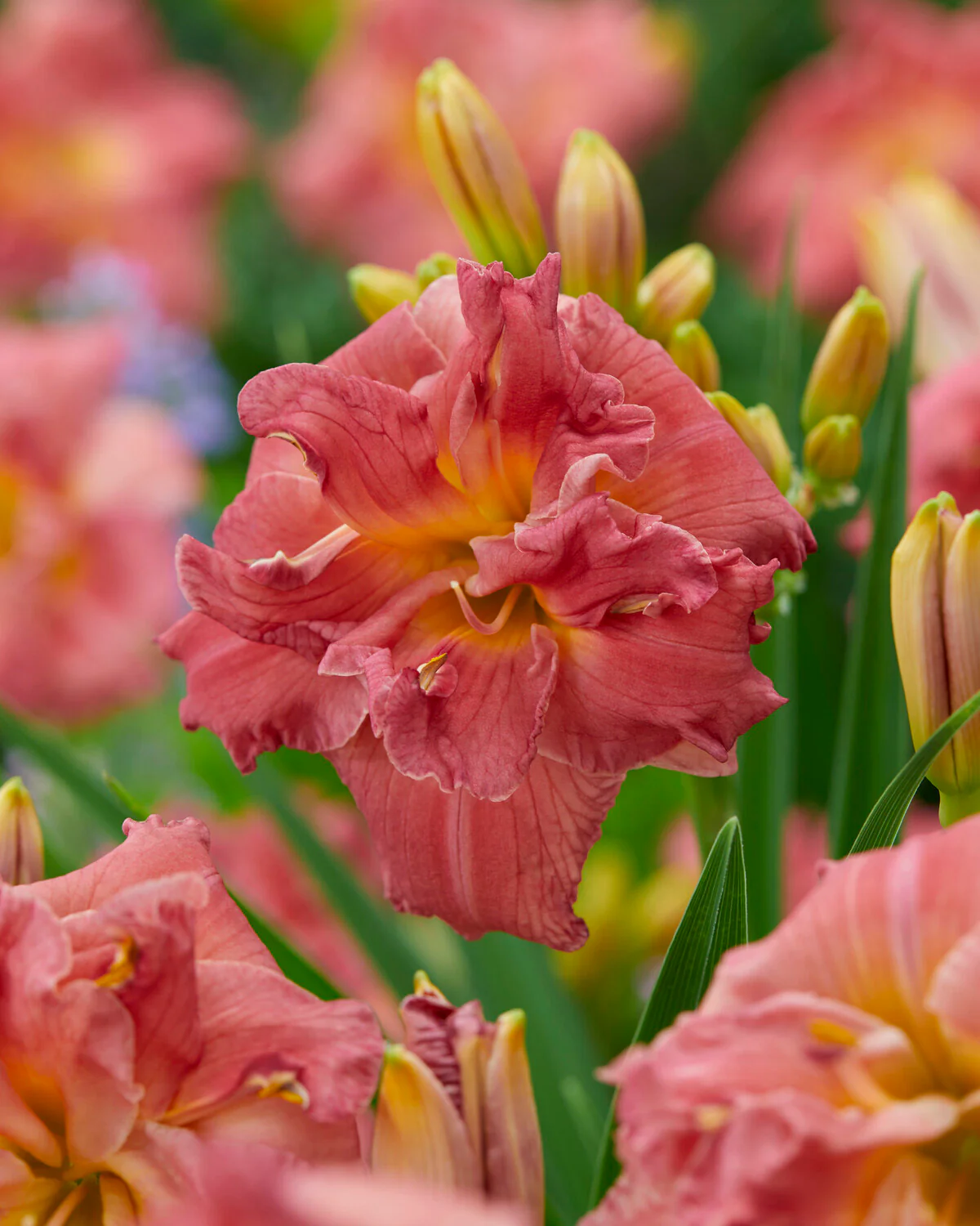 Hemerocallis 'Double Pink Zephyr' - Image 5