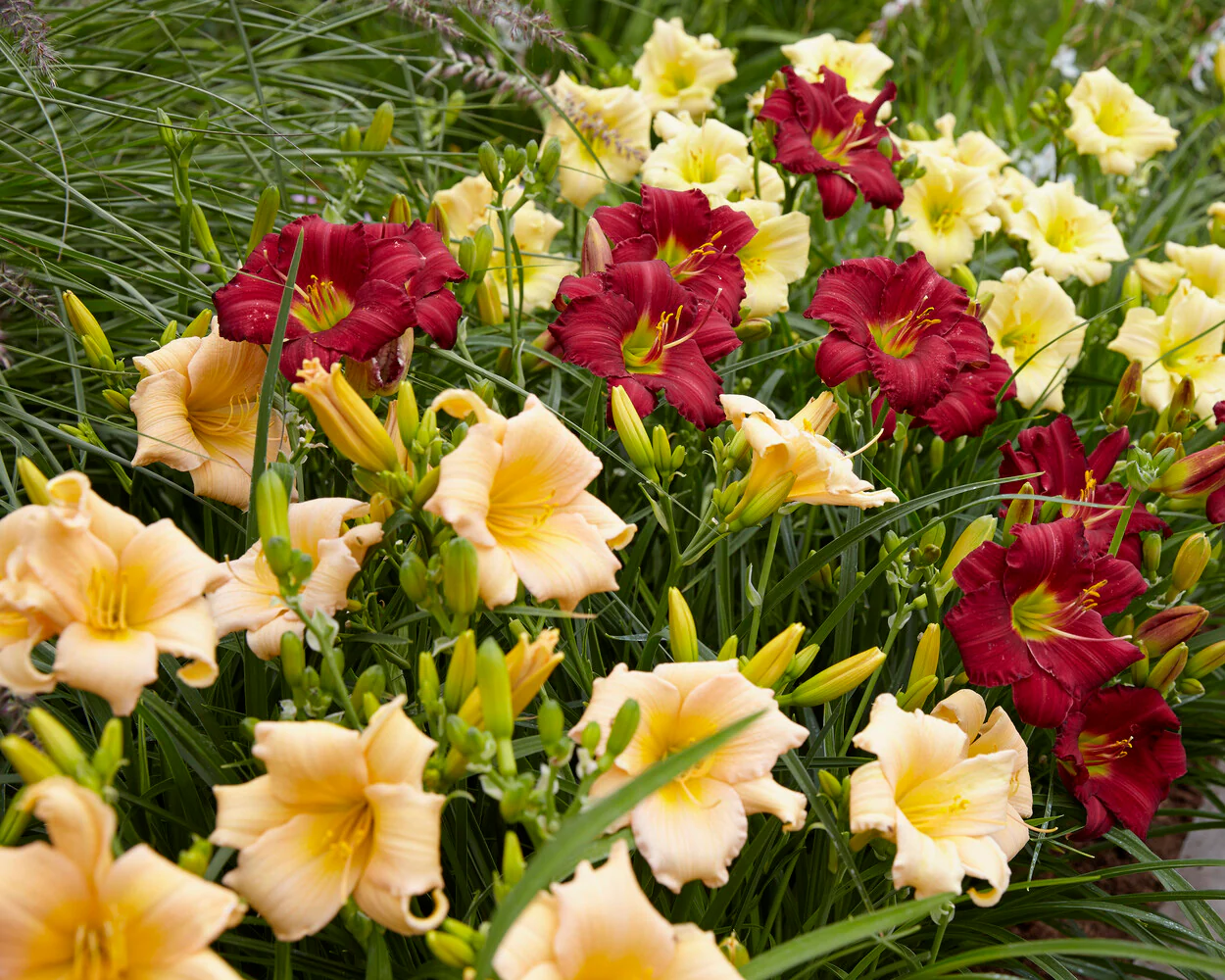 Hemerocallis 'Mini Pearl' - Image 4