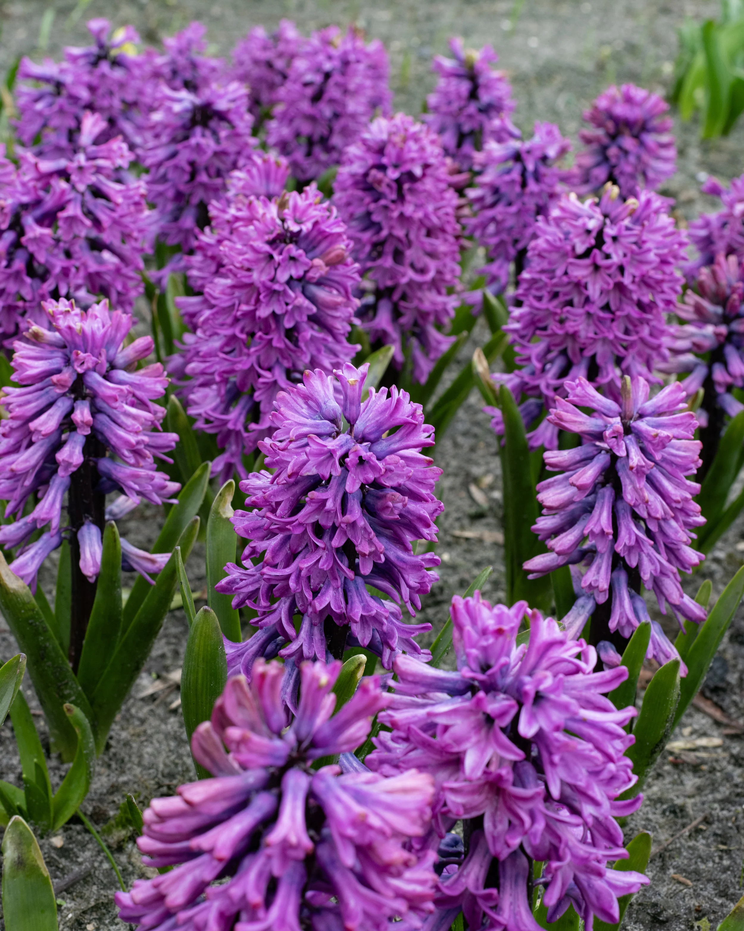 Hyacinth 'Richmond' - Image 4