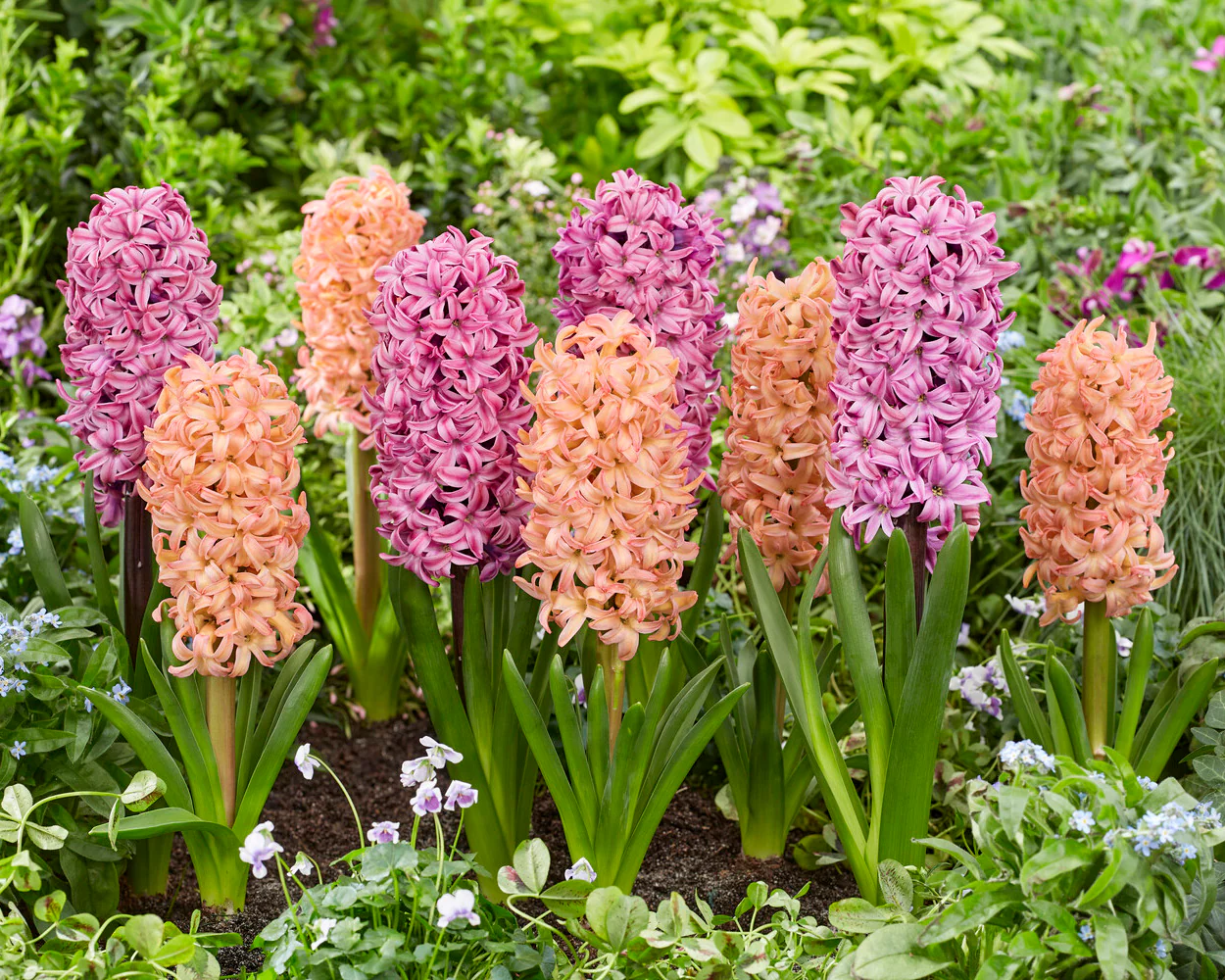 Hyacinth 'Richmond' - Image 6