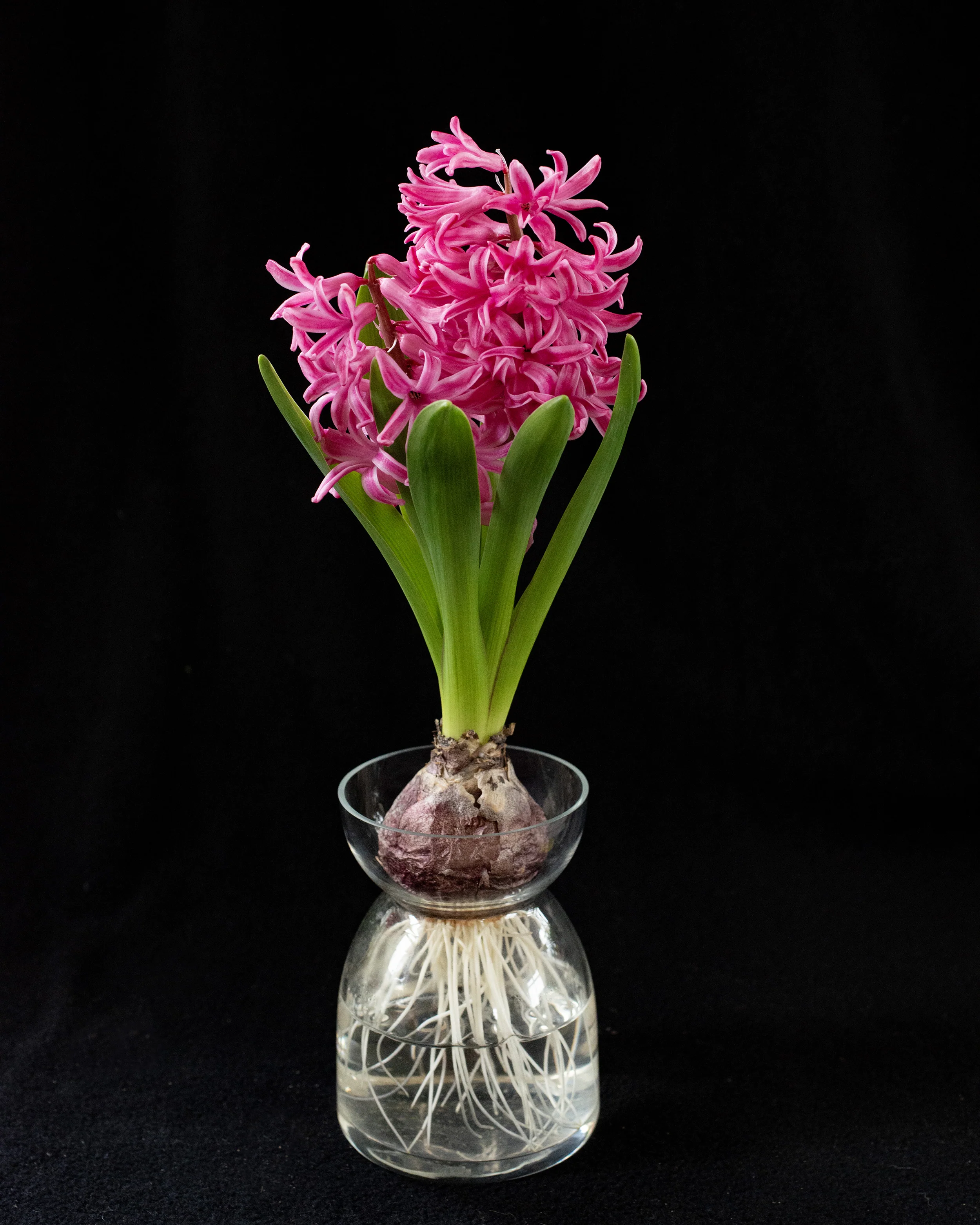 Hyacinth 'Scarlet Pearl' - Image 5