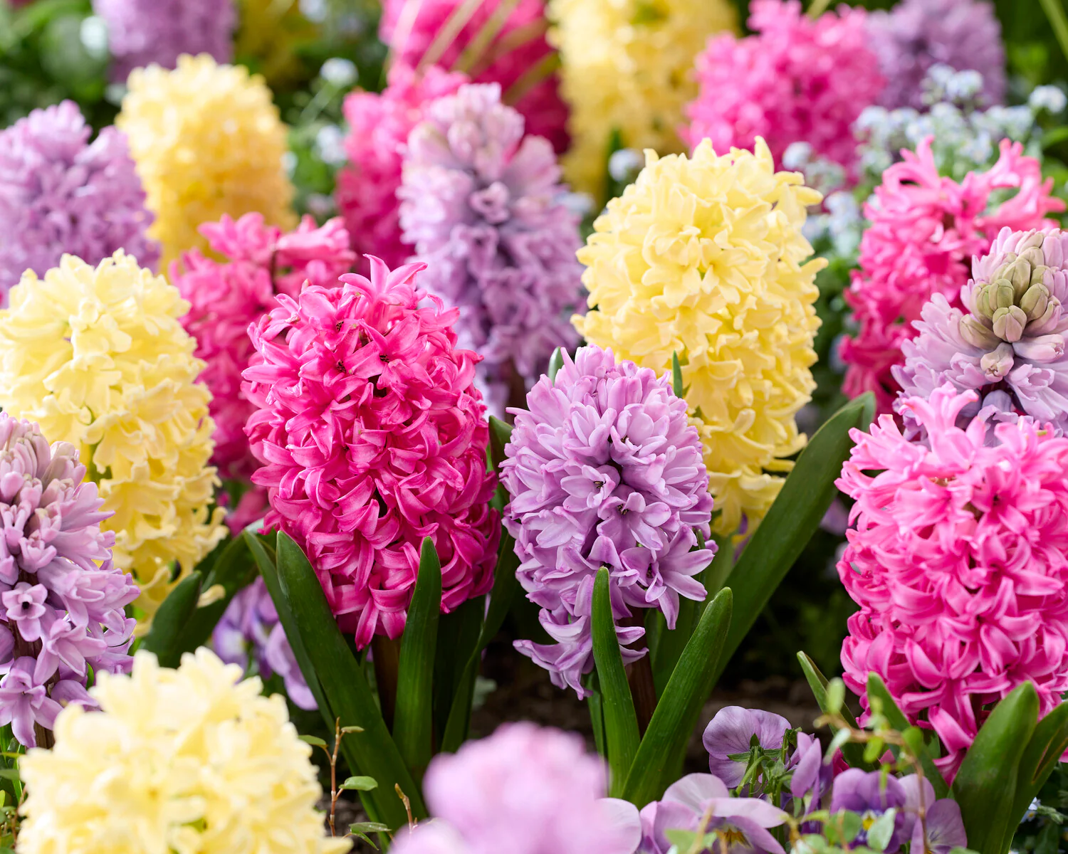 Hyacinth 'Scarlet Pearl' - Image 6