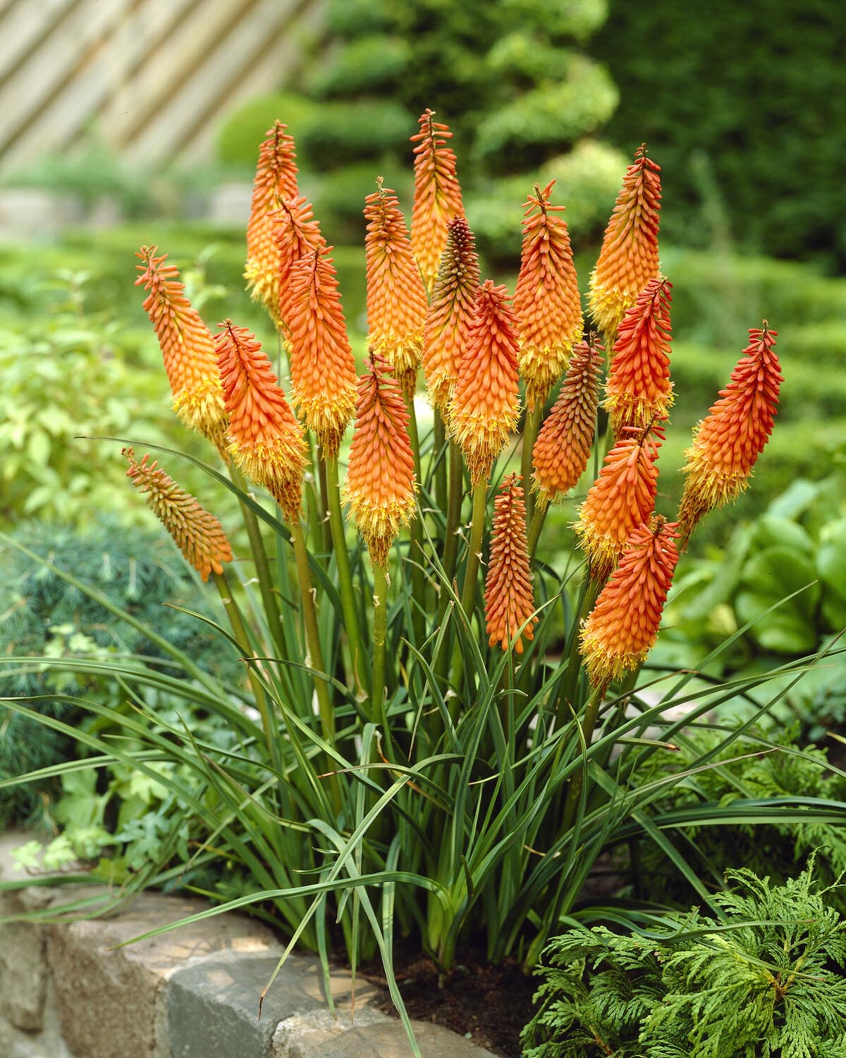 Kniphofia 'Alcazar' - Image 10