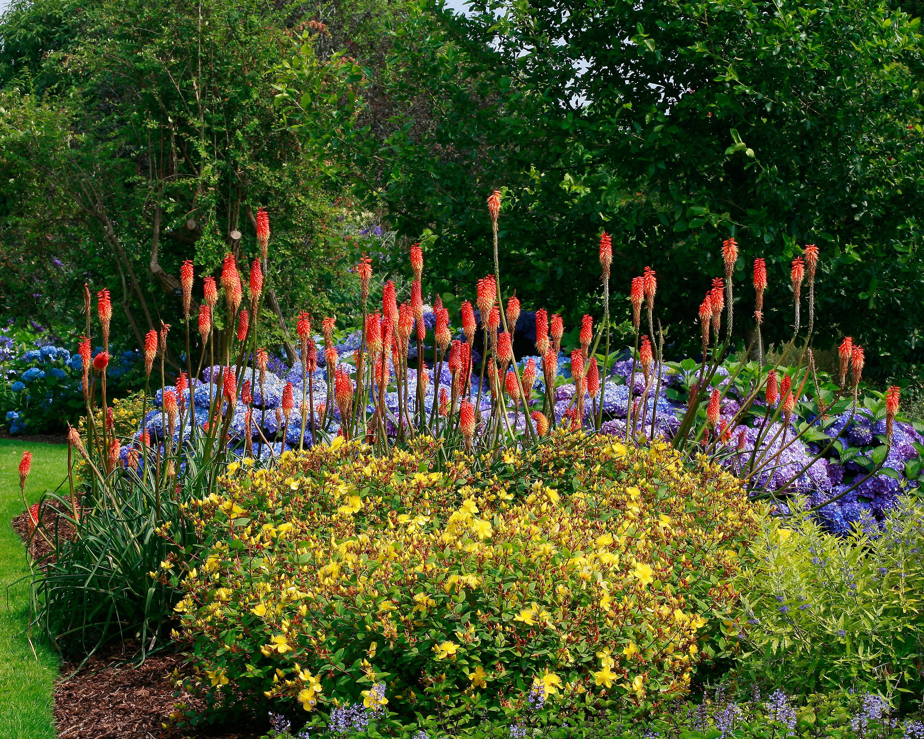 Kniphofia 'Alcazar' - Image 4