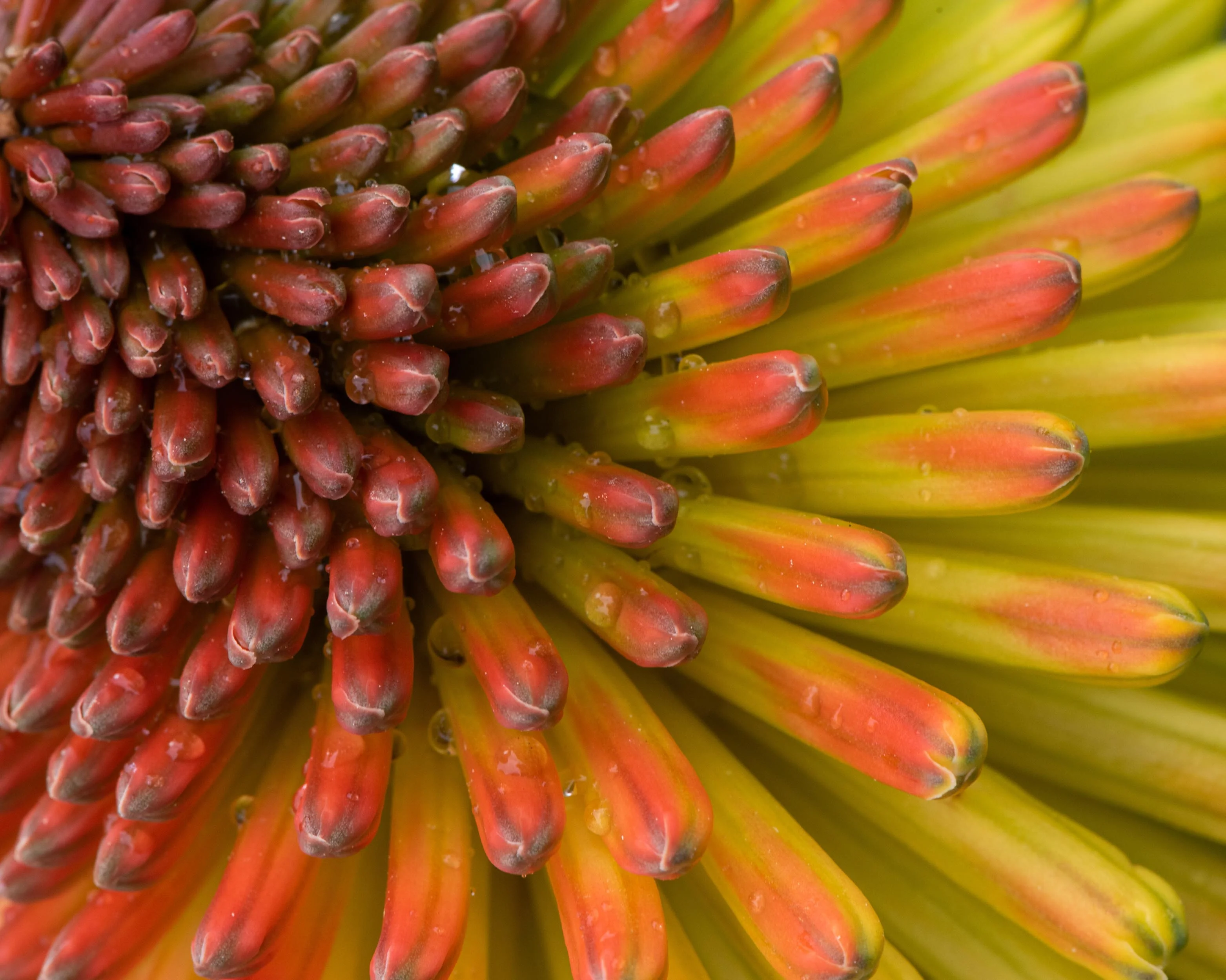 Kniphofia 'Alcazar' - Image 5