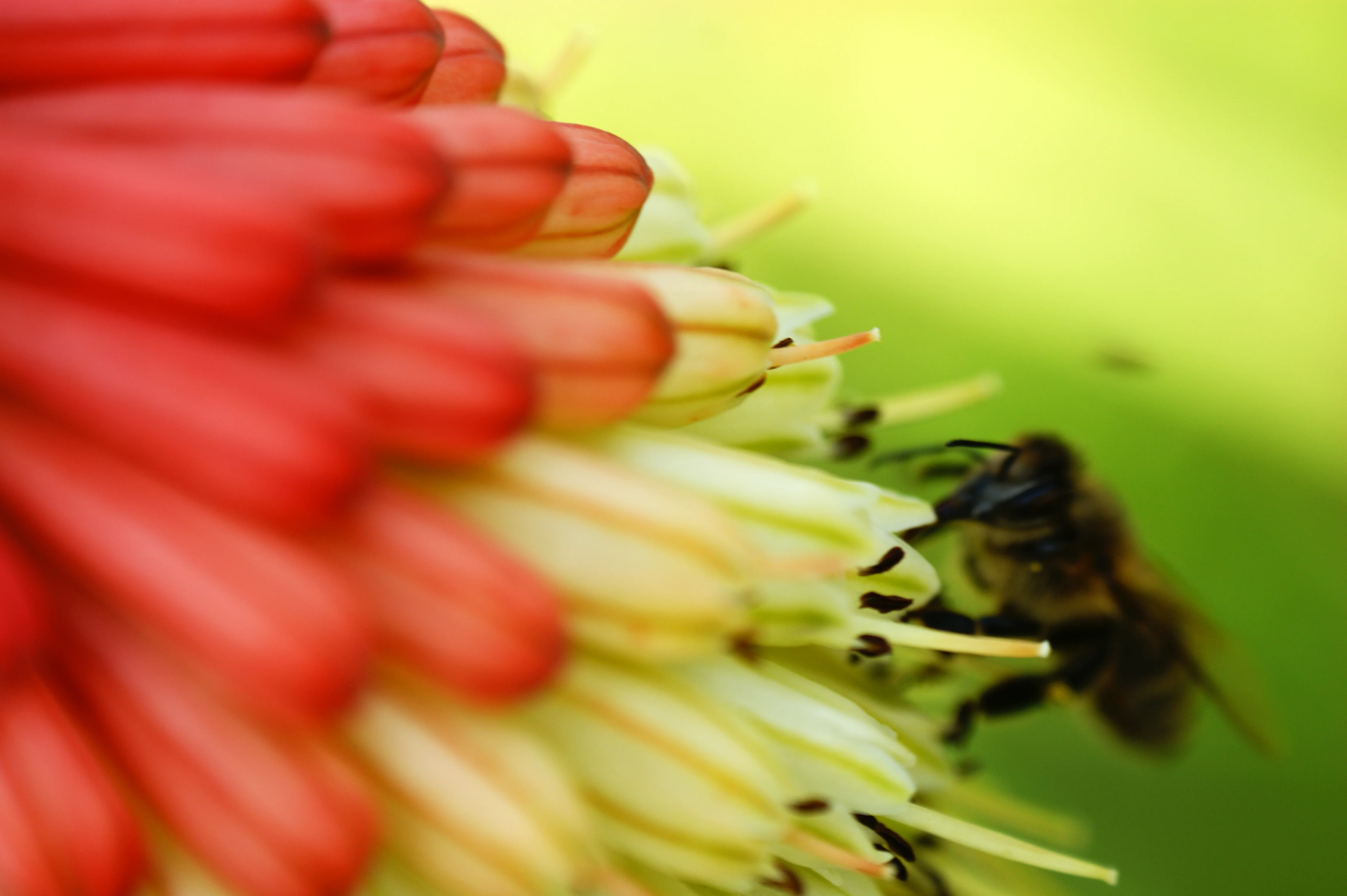 Kniphofia 'Amazing Fun' - Image 3