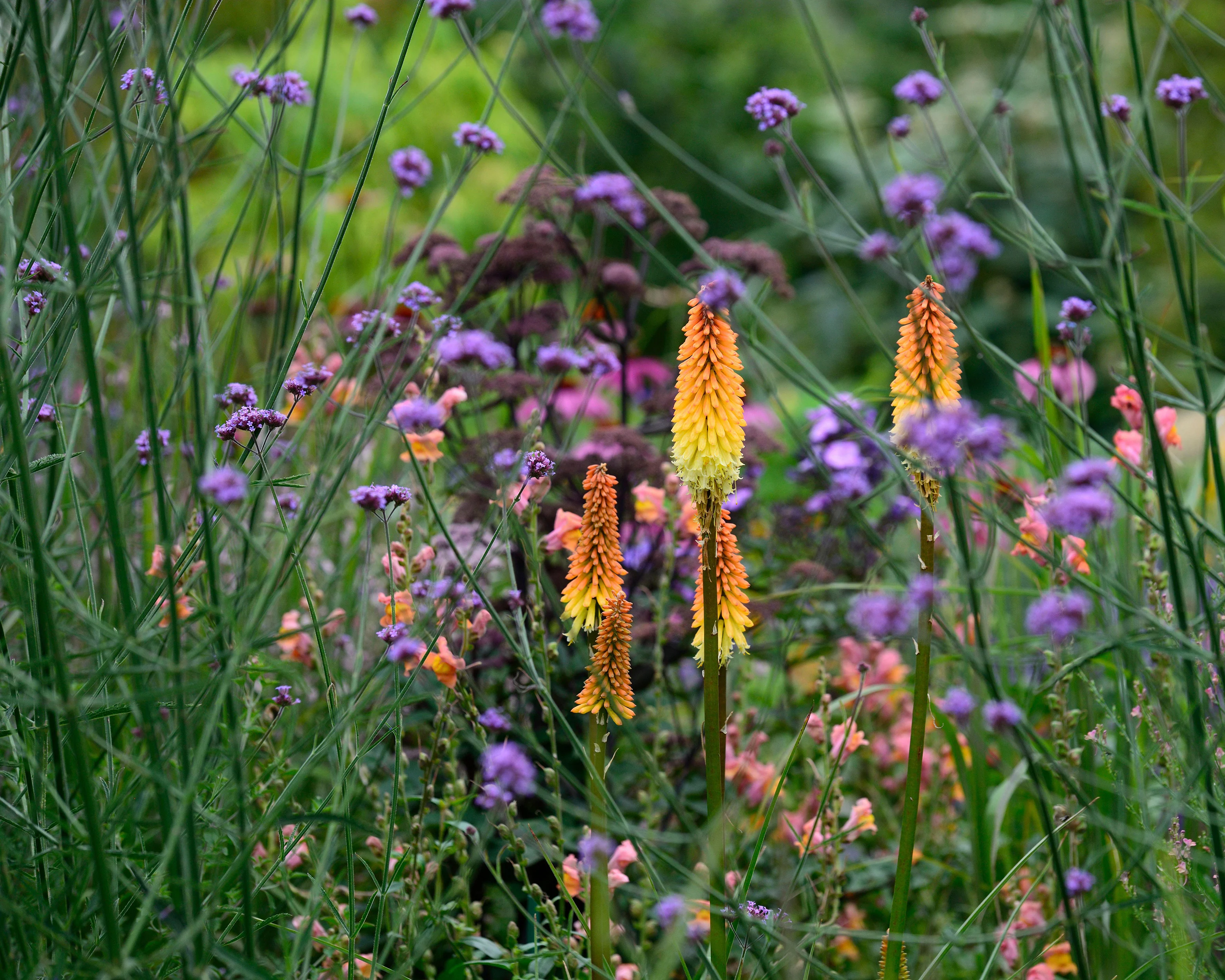 Kniphofia 'Tawny King' - Image 5