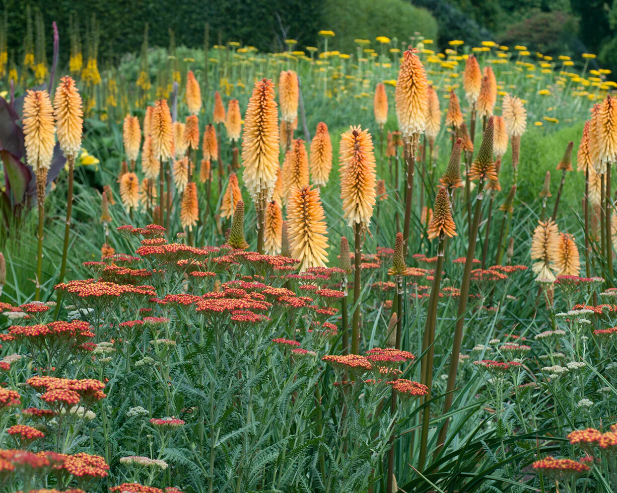Kniphofia 'Tawny King' - Image 6