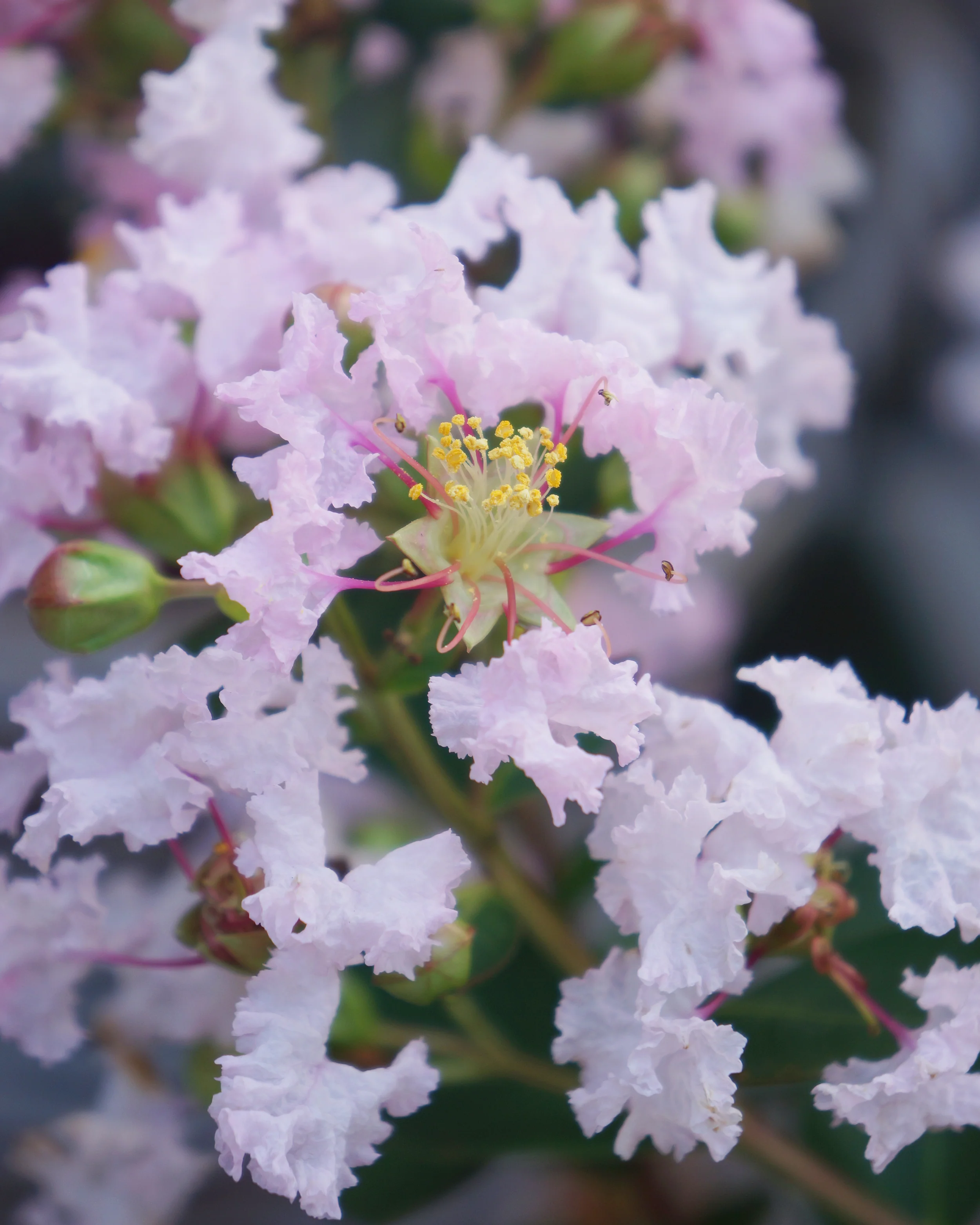 Lagerstroemia 'Babe' - Image 6