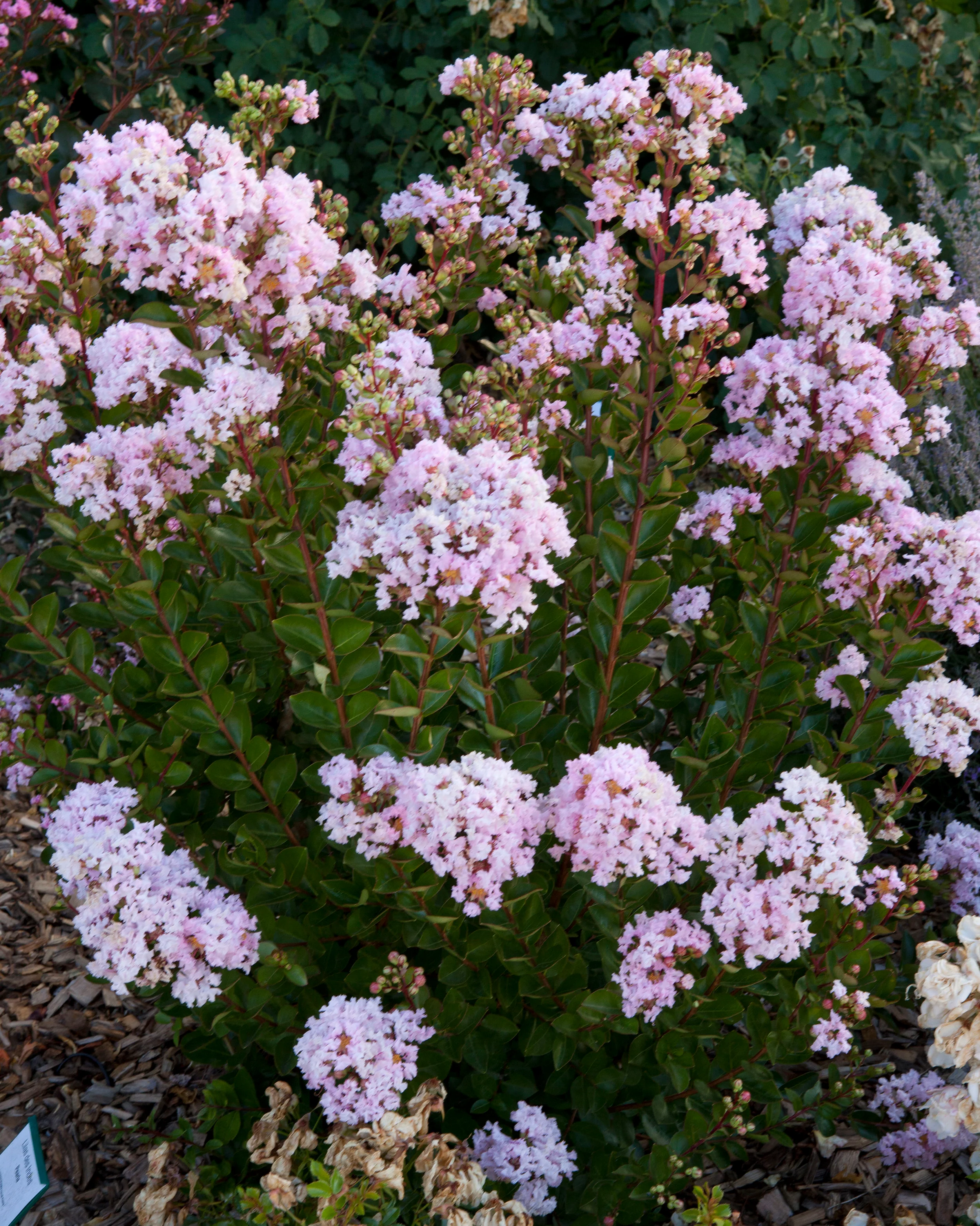 Lagerstroemia 'Babe' - Image 7