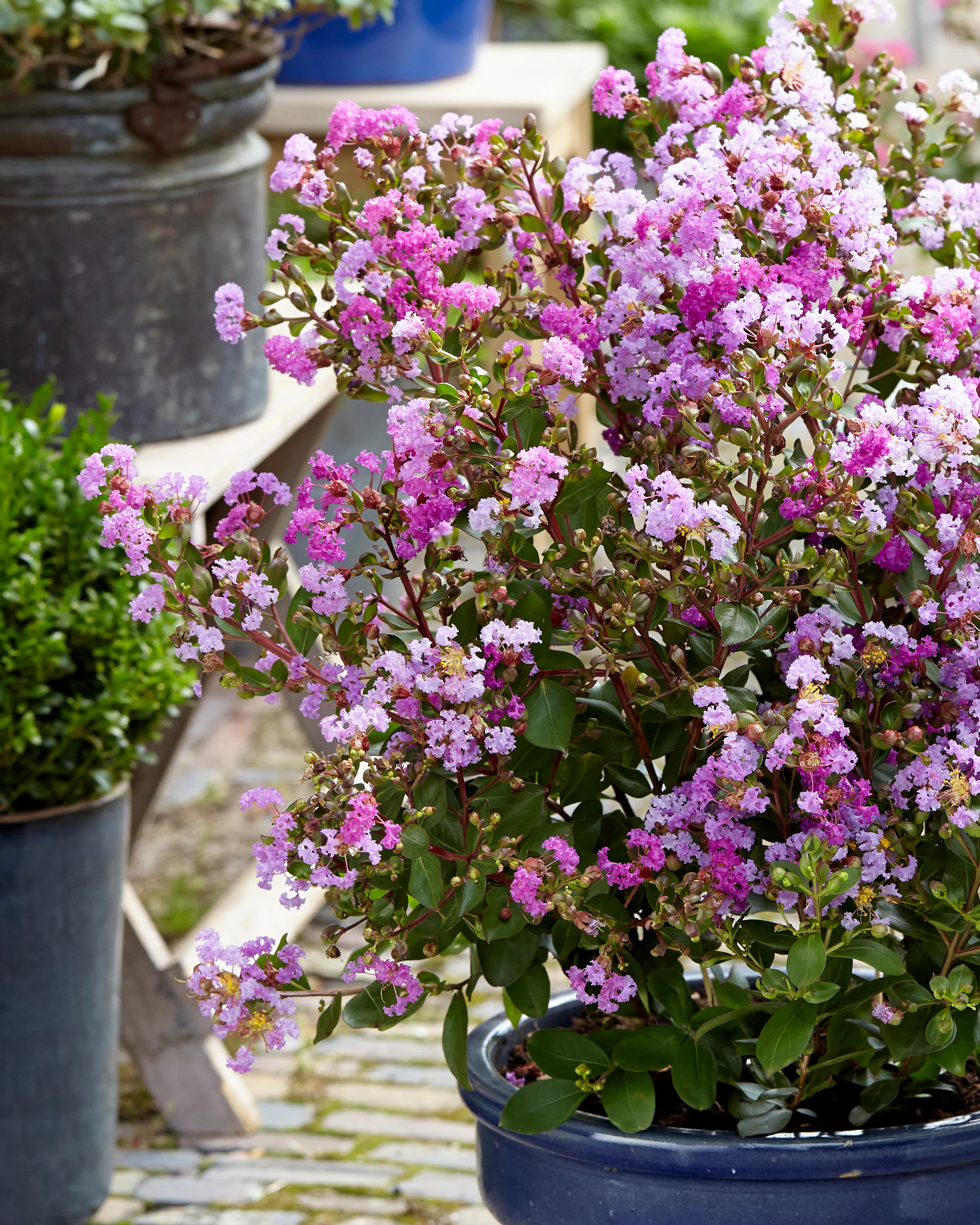 Lagerstroemia 'Eternal' - Image 5