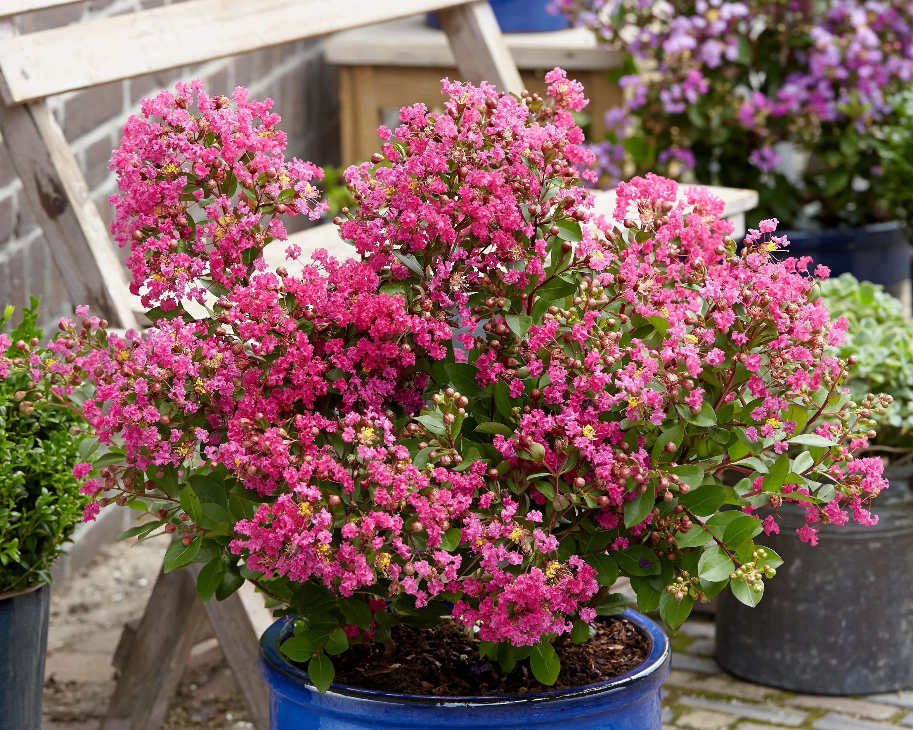 Lagerstroemia 'Kiss' - Image 5