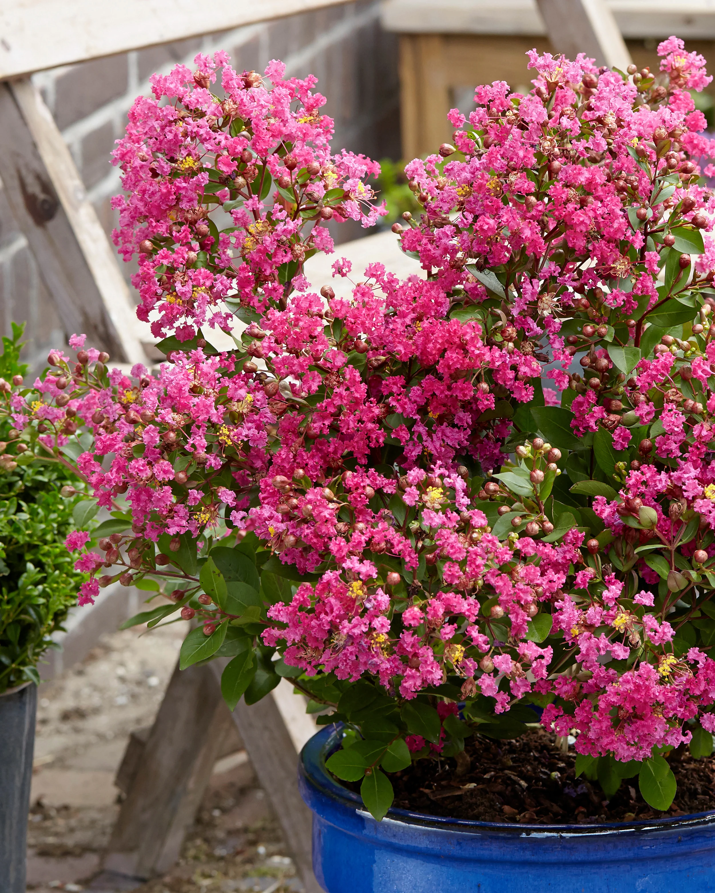 Lagerstroemia 'Kiss' - Image 6