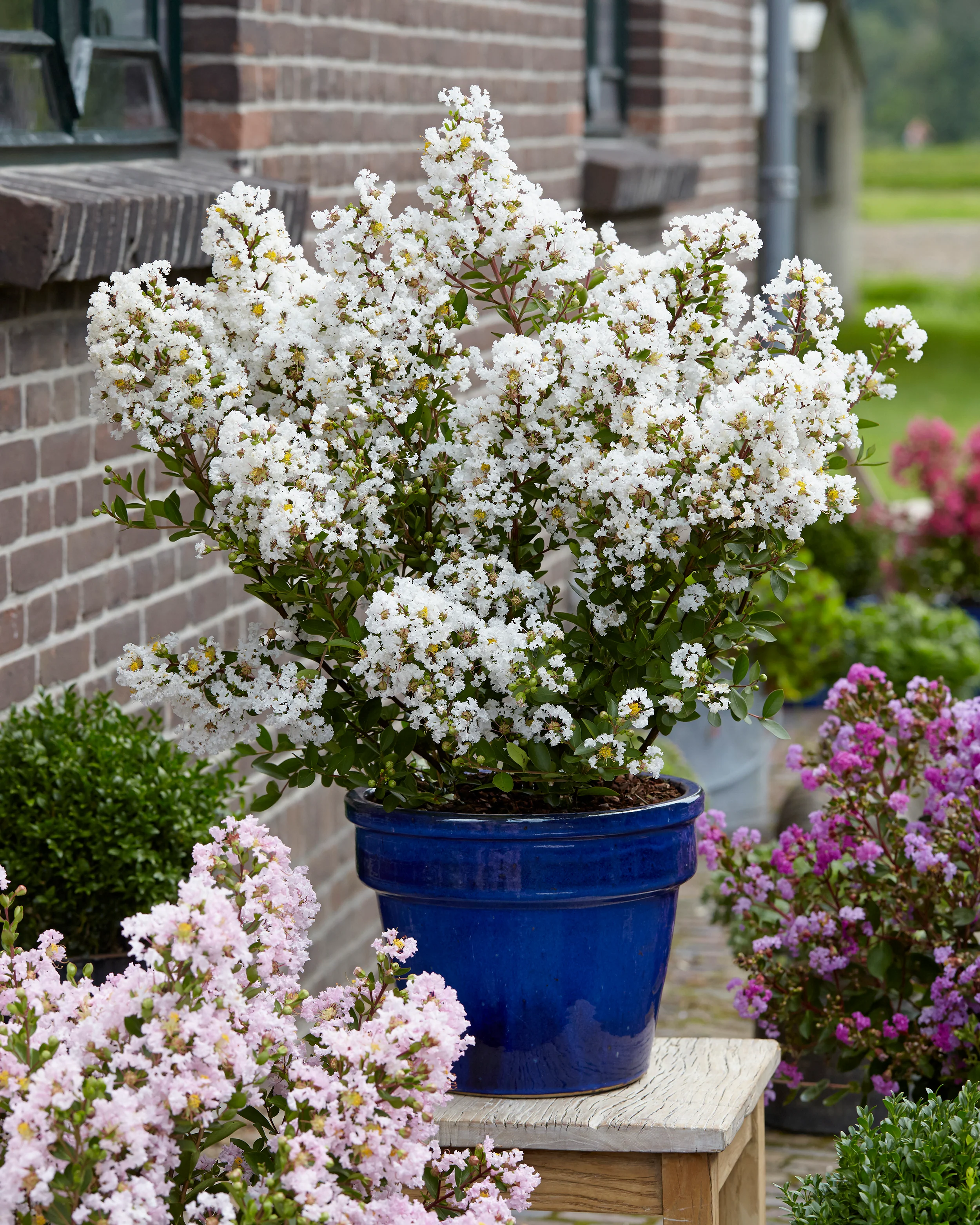 Lagerstroemia 'Virgin' - Image 11
