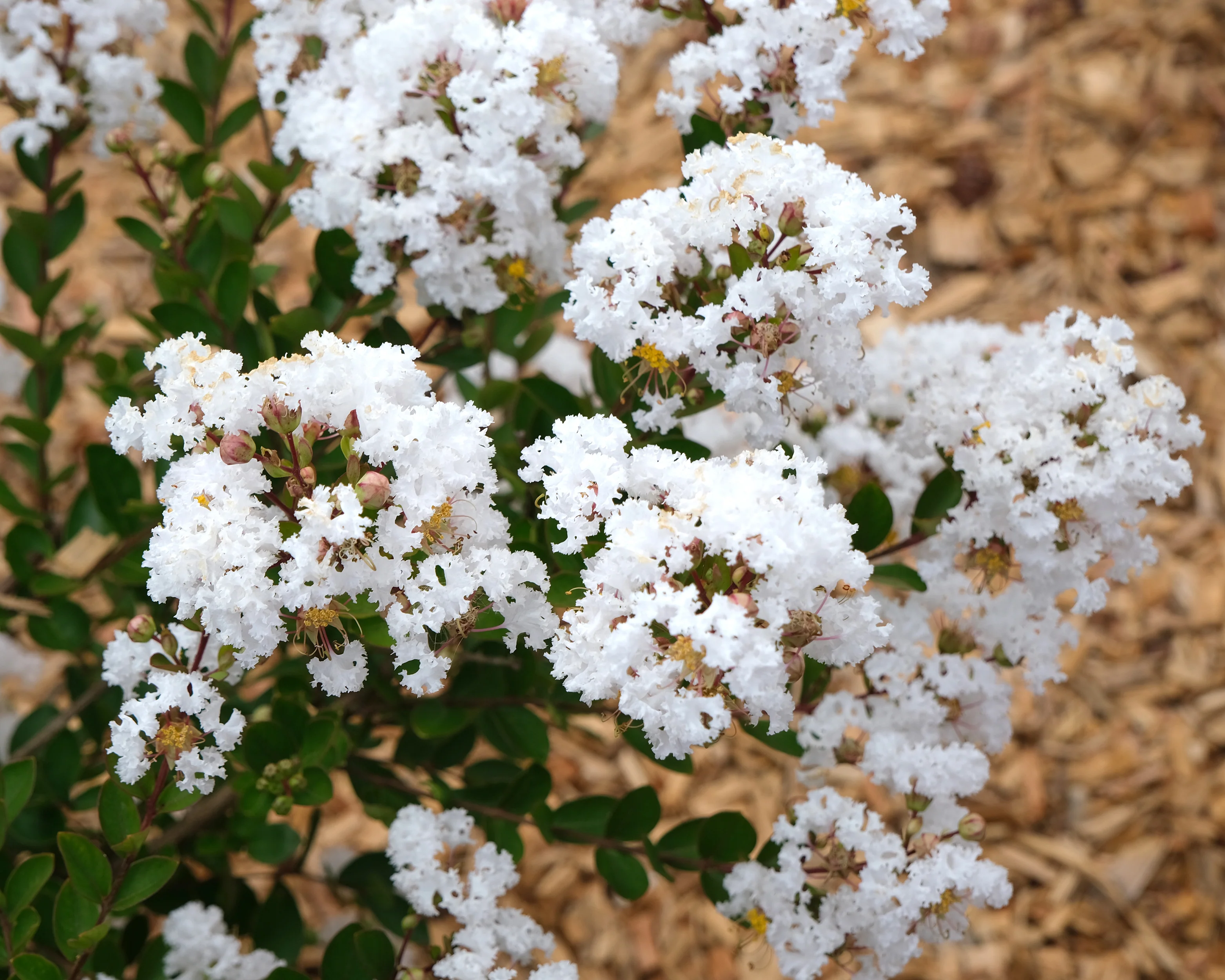 Lagerstroemia 'Virgin' - Image 4