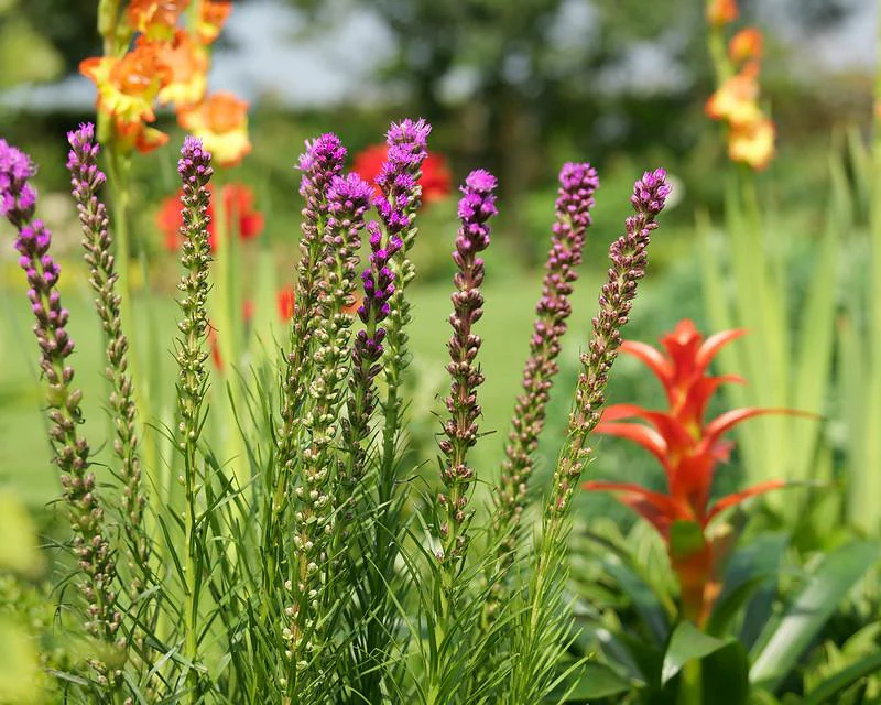 Liatris spicata - Image 4