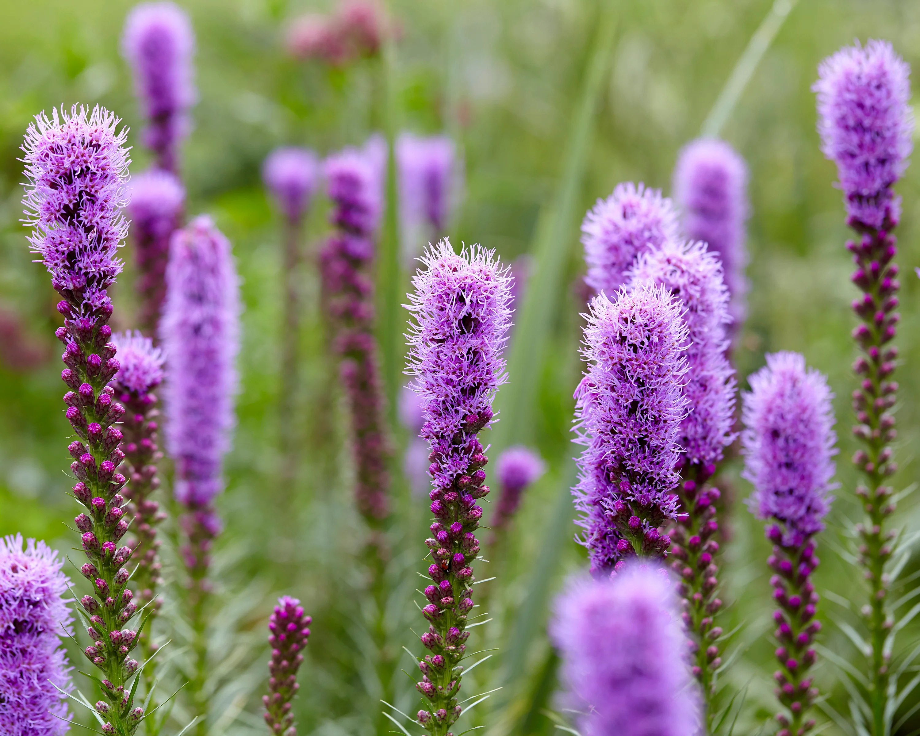 Liatris spicata - Image 7