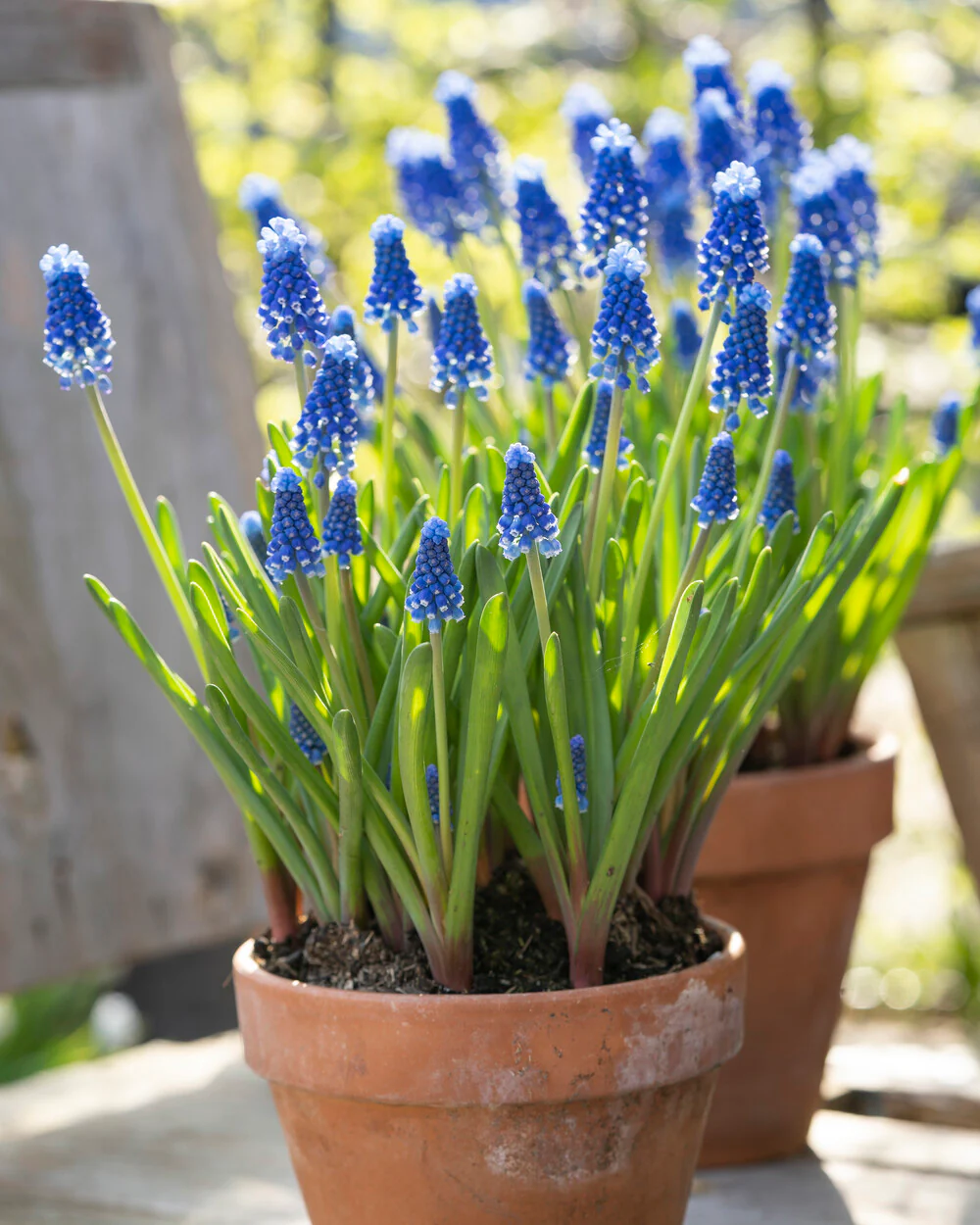 Muscari 'Blue Moon' - Image 3