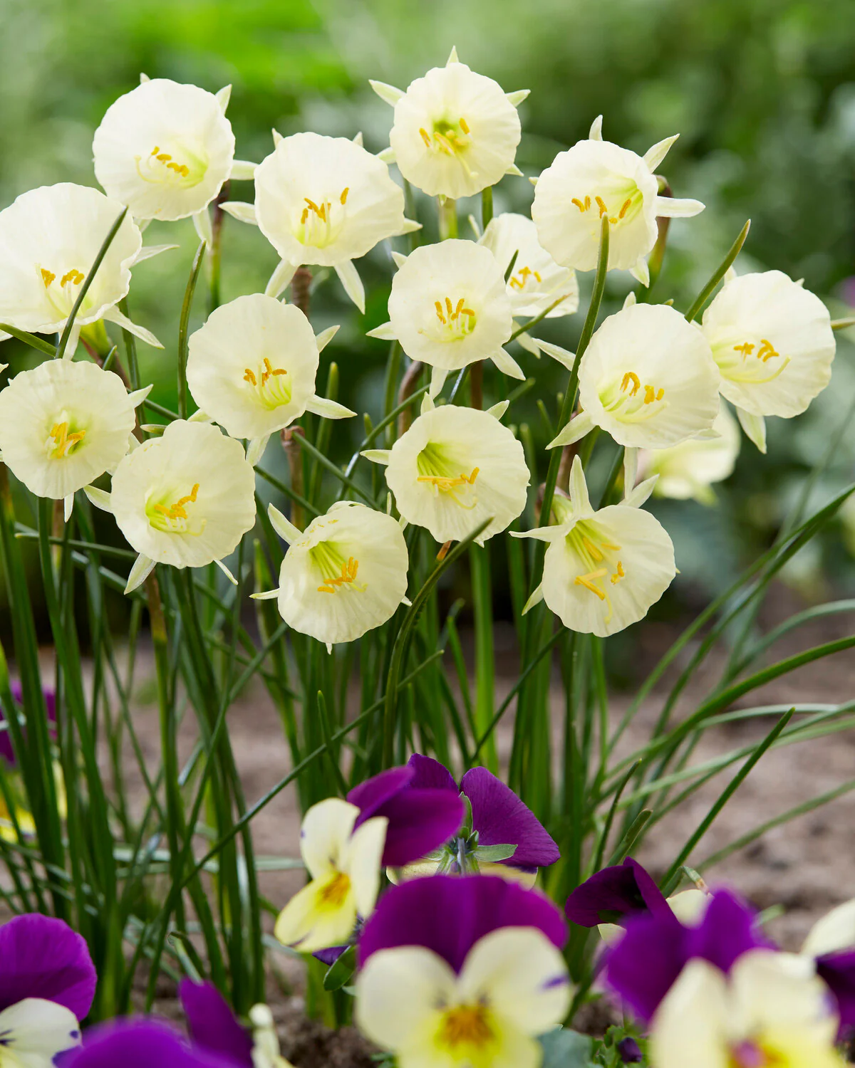 Narcissus 'Arctic Bells' - Image 6