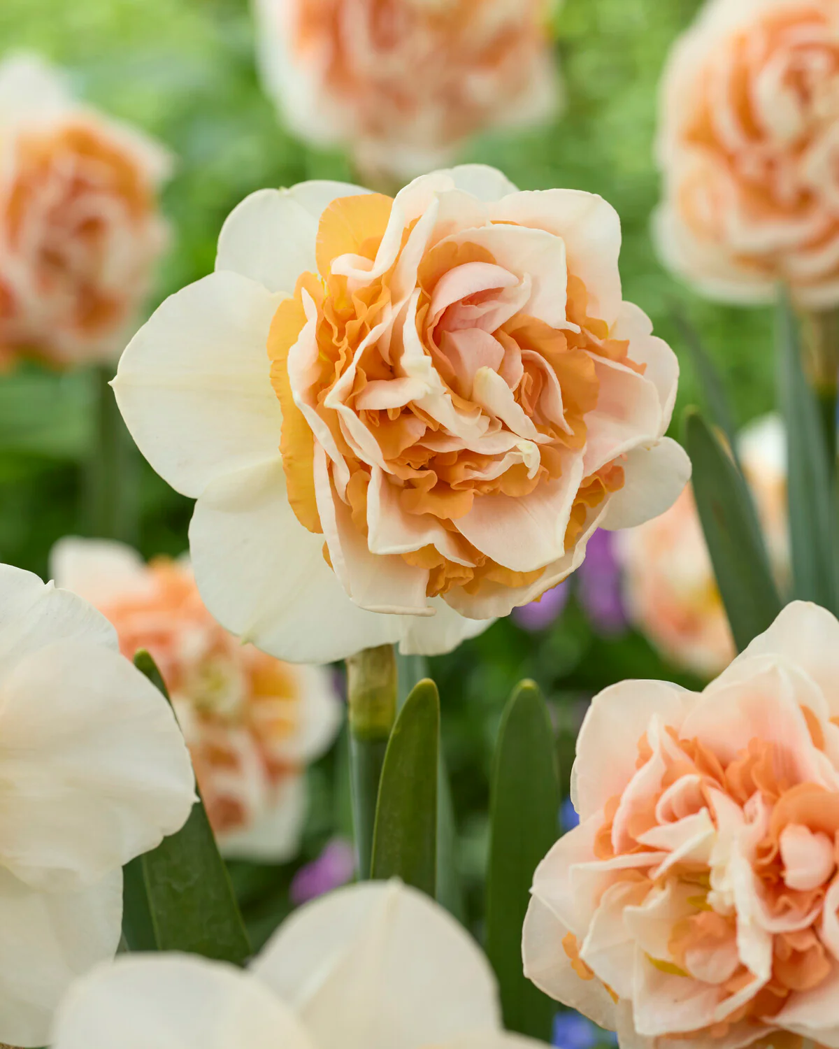 Narcissus 'Break Out' - Image 3