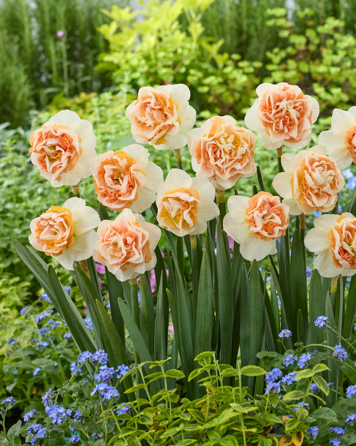 Narcissus 'Break Out' - Image 5