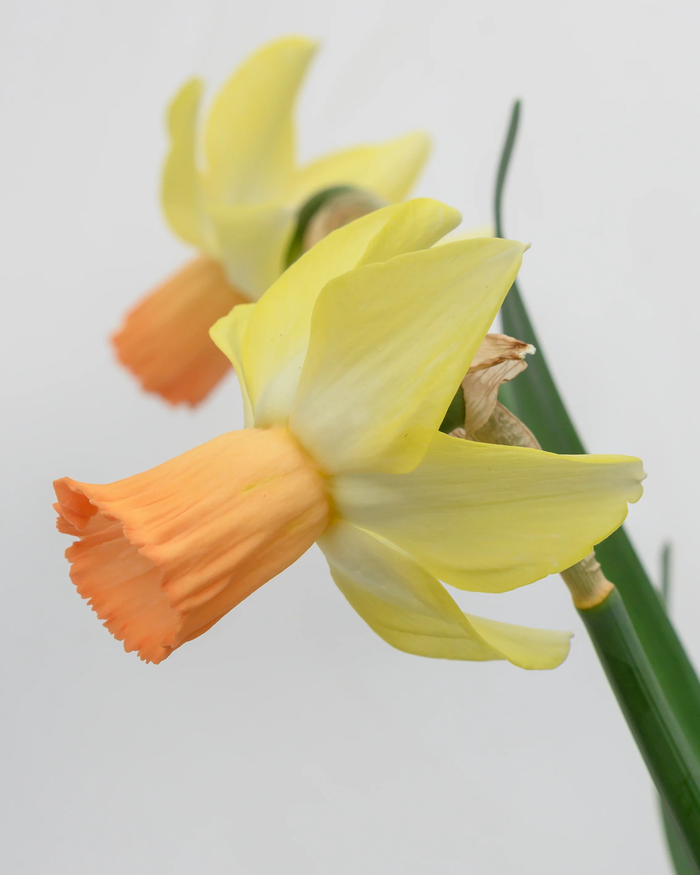 Narcissus 'Carice' - Image 5
