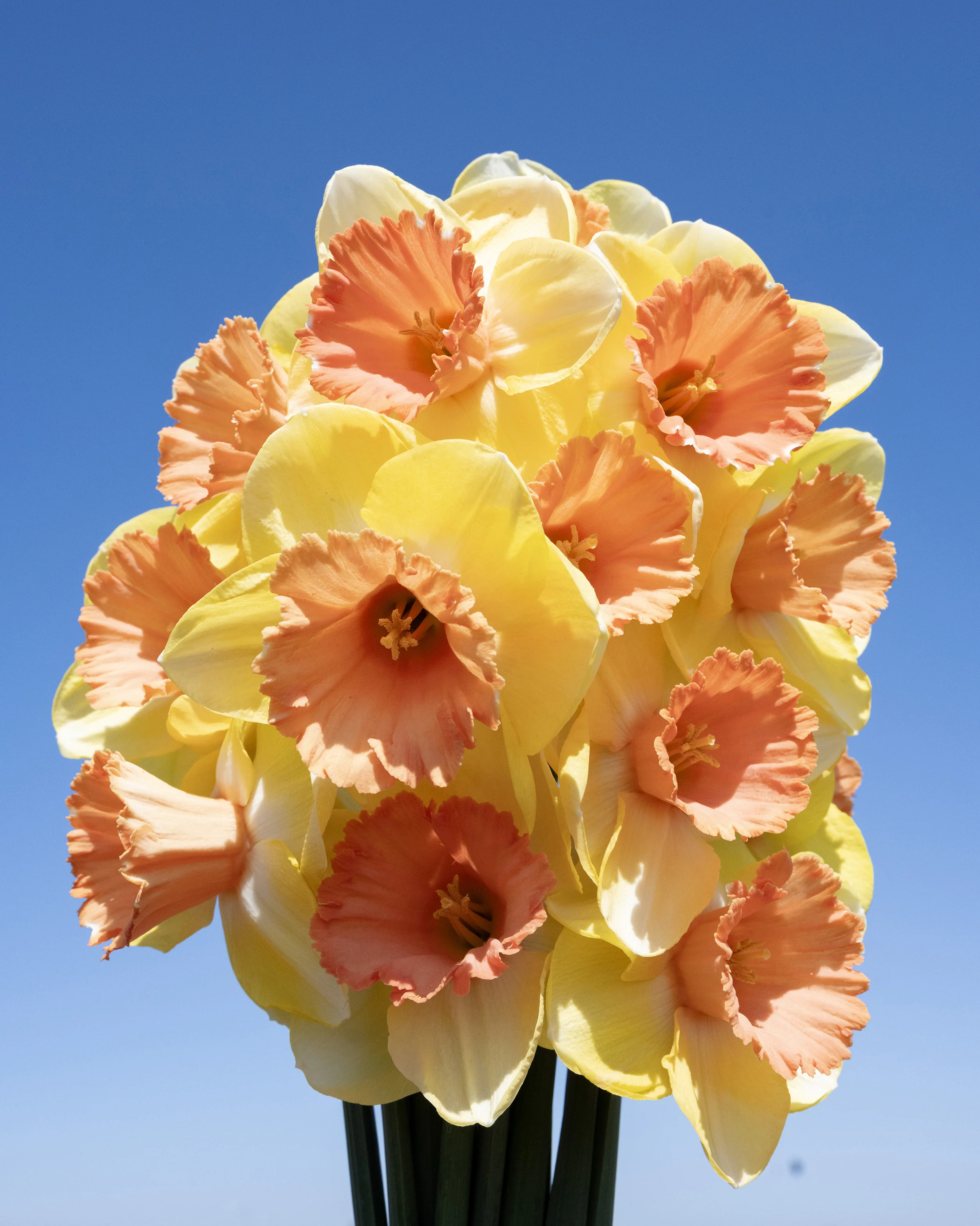 Narcissus 'Colour Magic' - Image 6