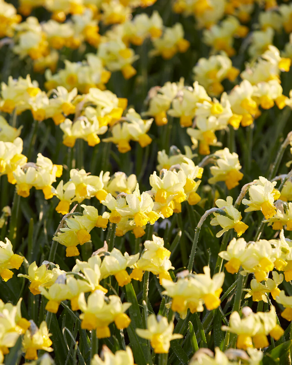 Narcissus 'Eaton Song' - Image 11