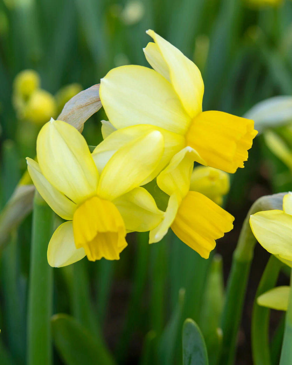 Narcissus 'Eaton Song' - Image 15