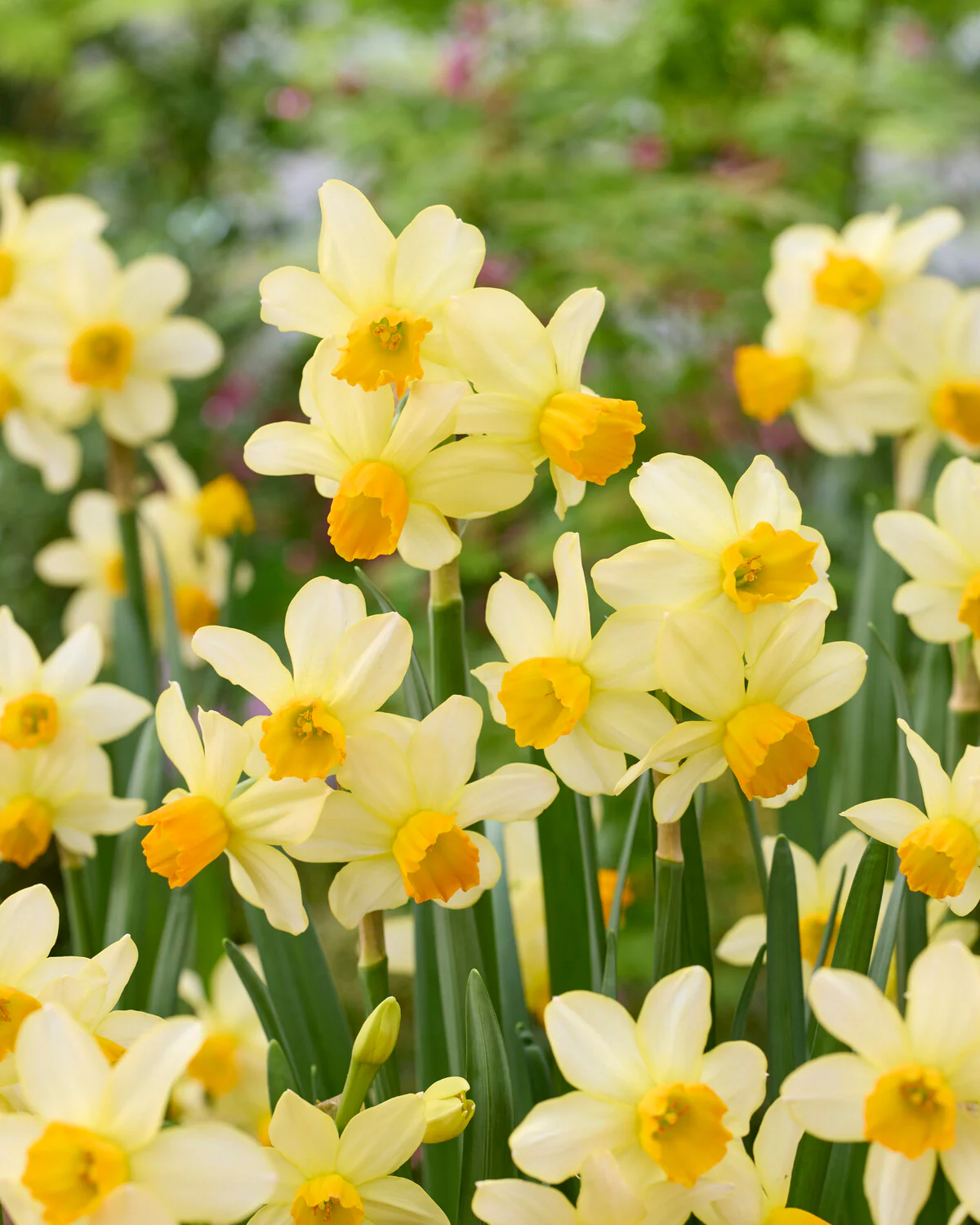 Narcissus 'Eaton Song' - Image 5