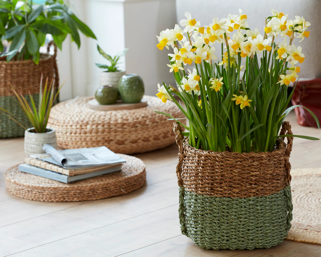 Narcissus 'Eaton Song' - Image 7