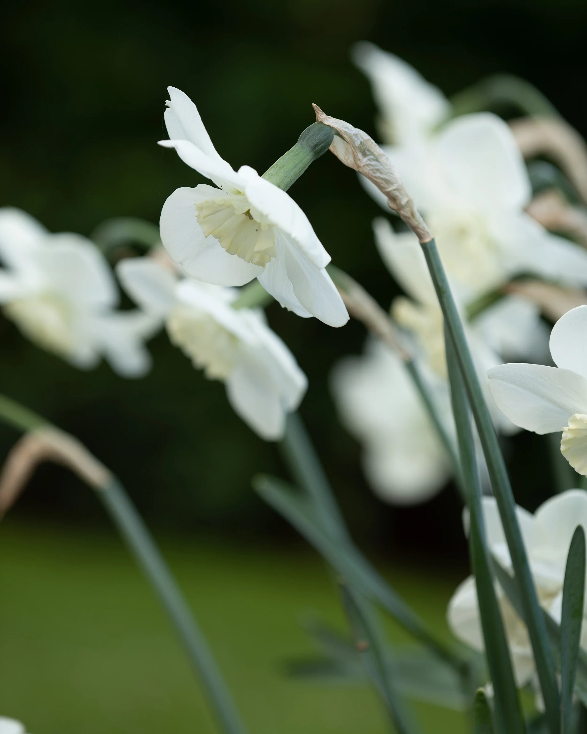 Narcissus 'Falmouth Bay' - Image 4