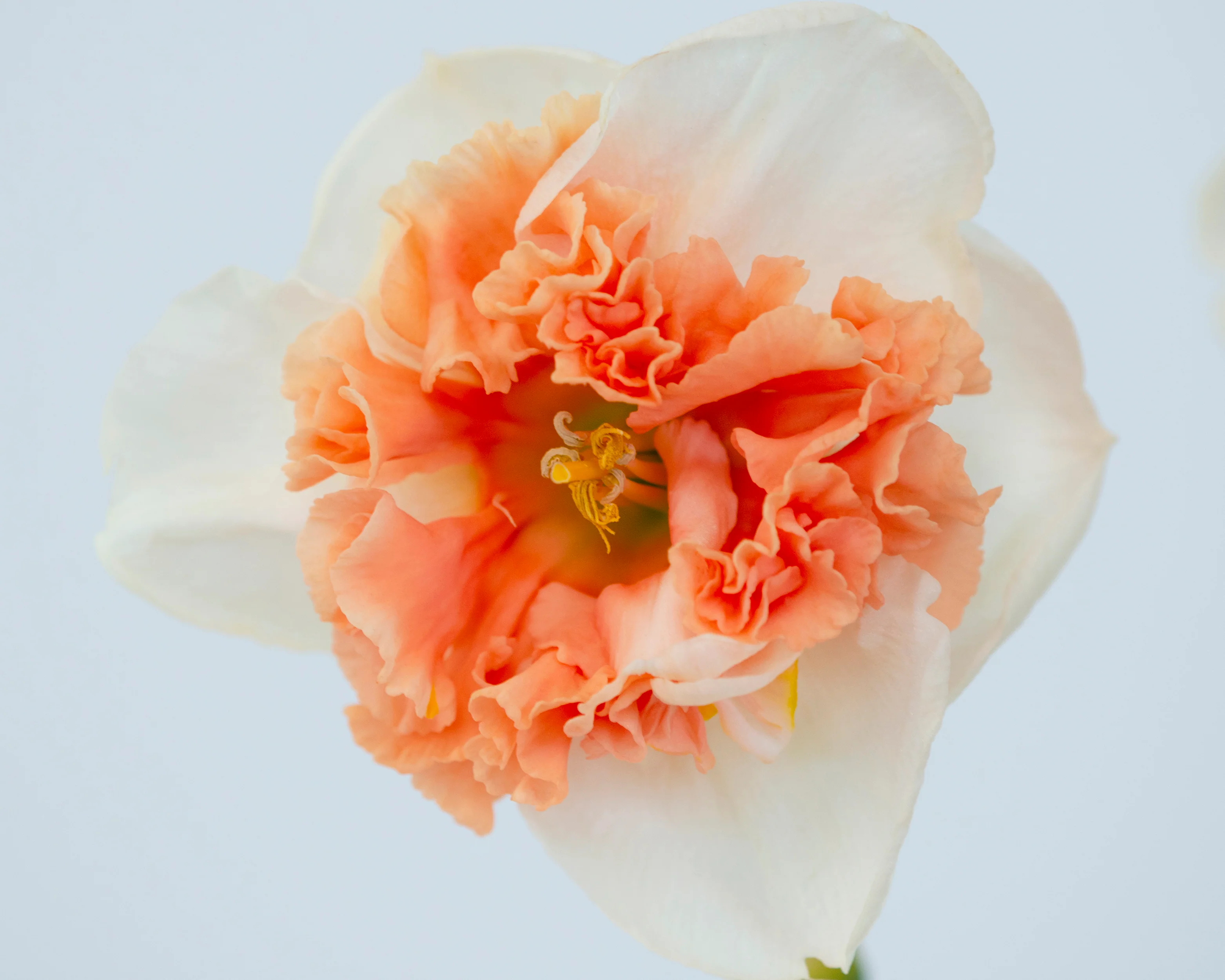 Narcissus 'Fire Drill' - Image 4