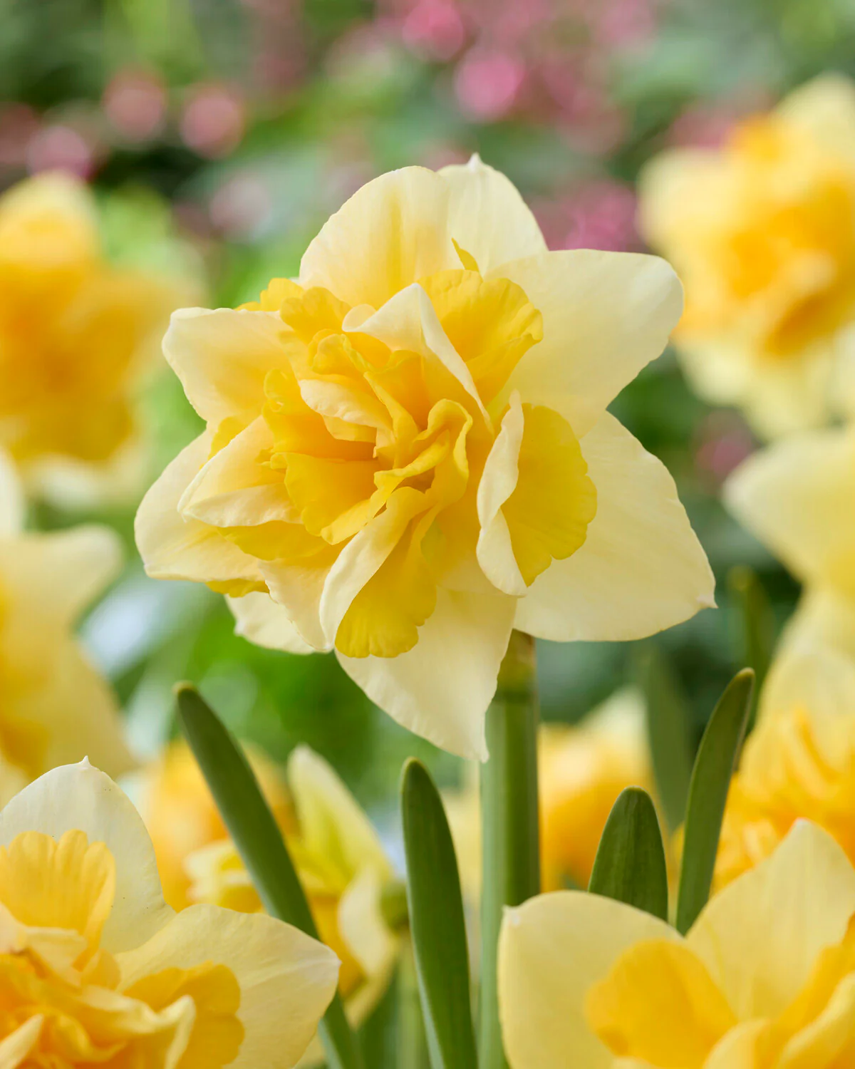 Narcissus 'Growers Beauty' - Image 5