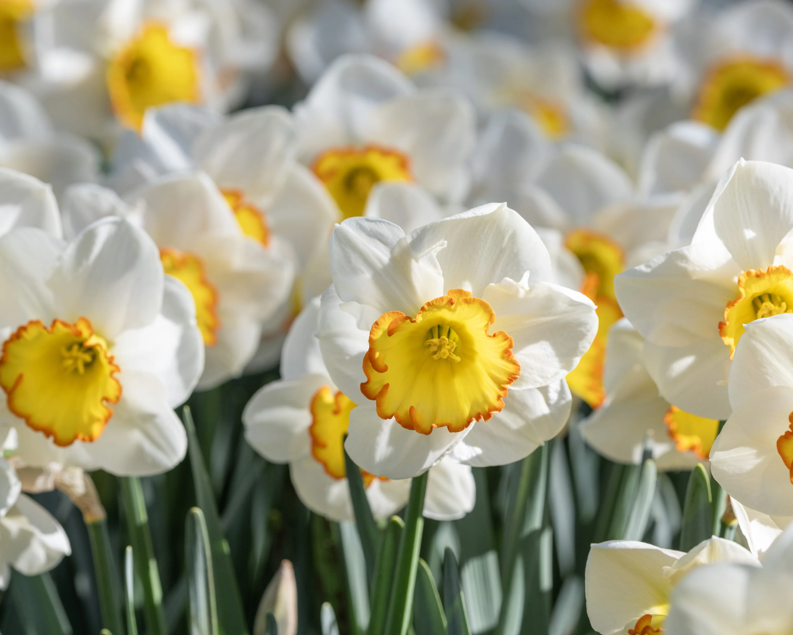 Narcissus 'Hawaiian Skies' - Image 11