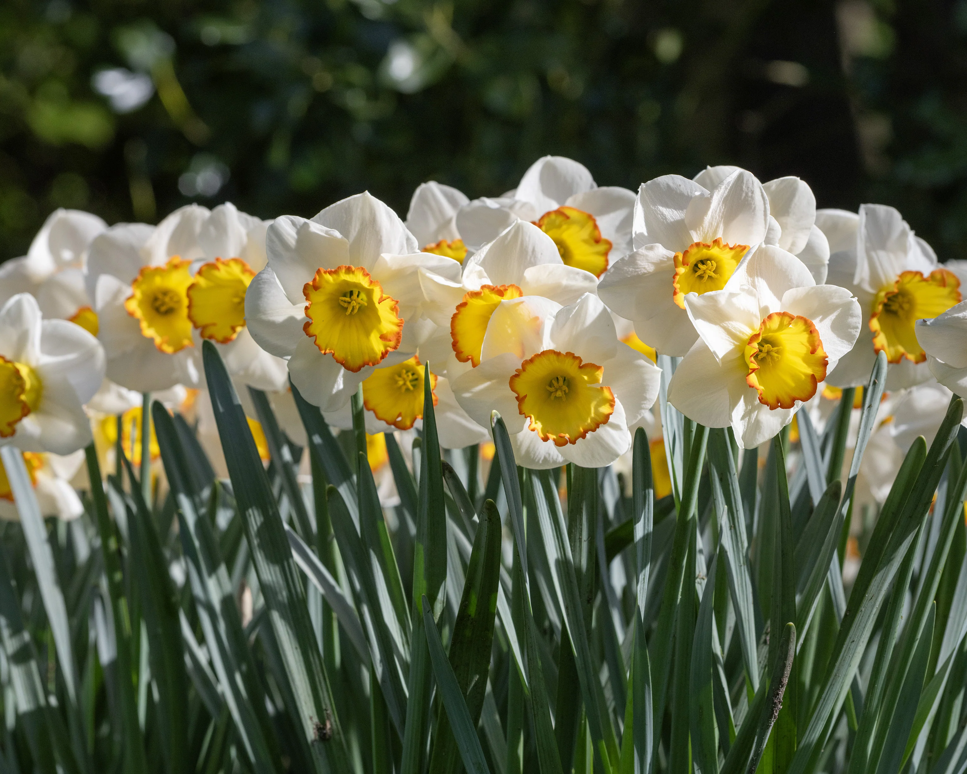 Narcissus 'Hawaiian Skies' - Image 12