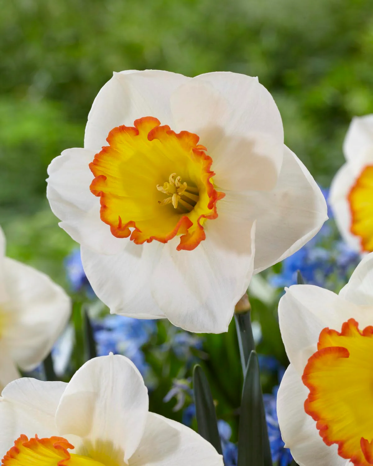 Narcissus 'Hawaiian Skies' - Image 8