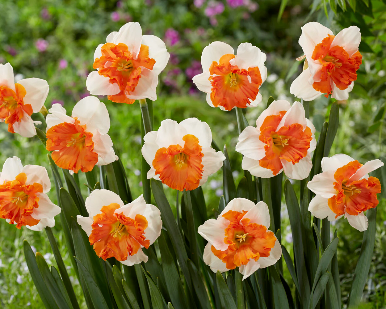Narcissus 'Heartbeat' - Image 6
