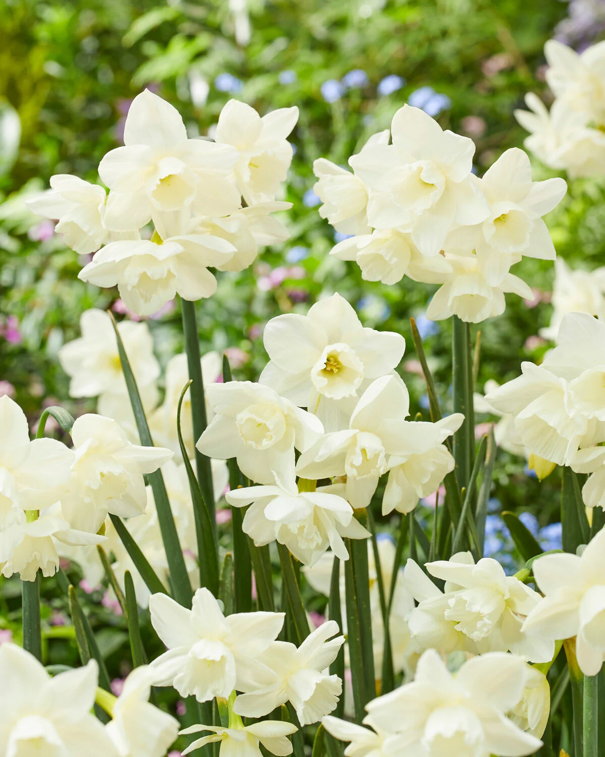 Narcissus 'Hunter Morn' - Image 7