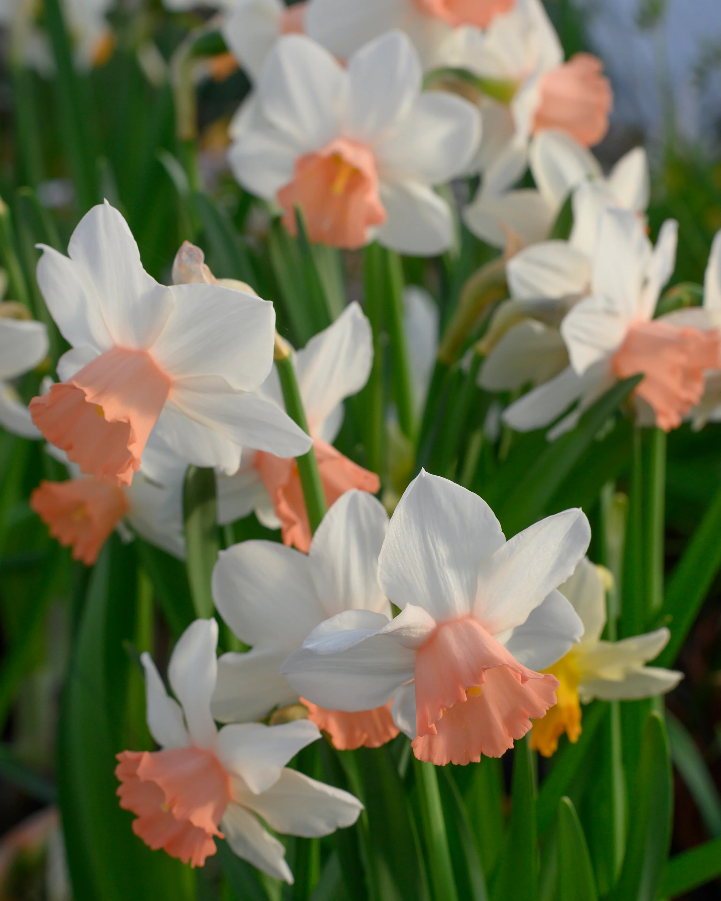 Narcissus 'Iwona' - Image 10